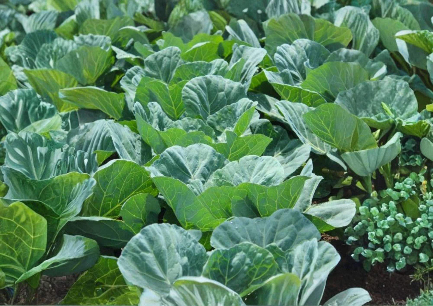 Morris Heading Collard Seeds - 200+ Heirloom Non-GMO Vegetable Seeds for Garden Planting - Cold Hardy Southern Greens