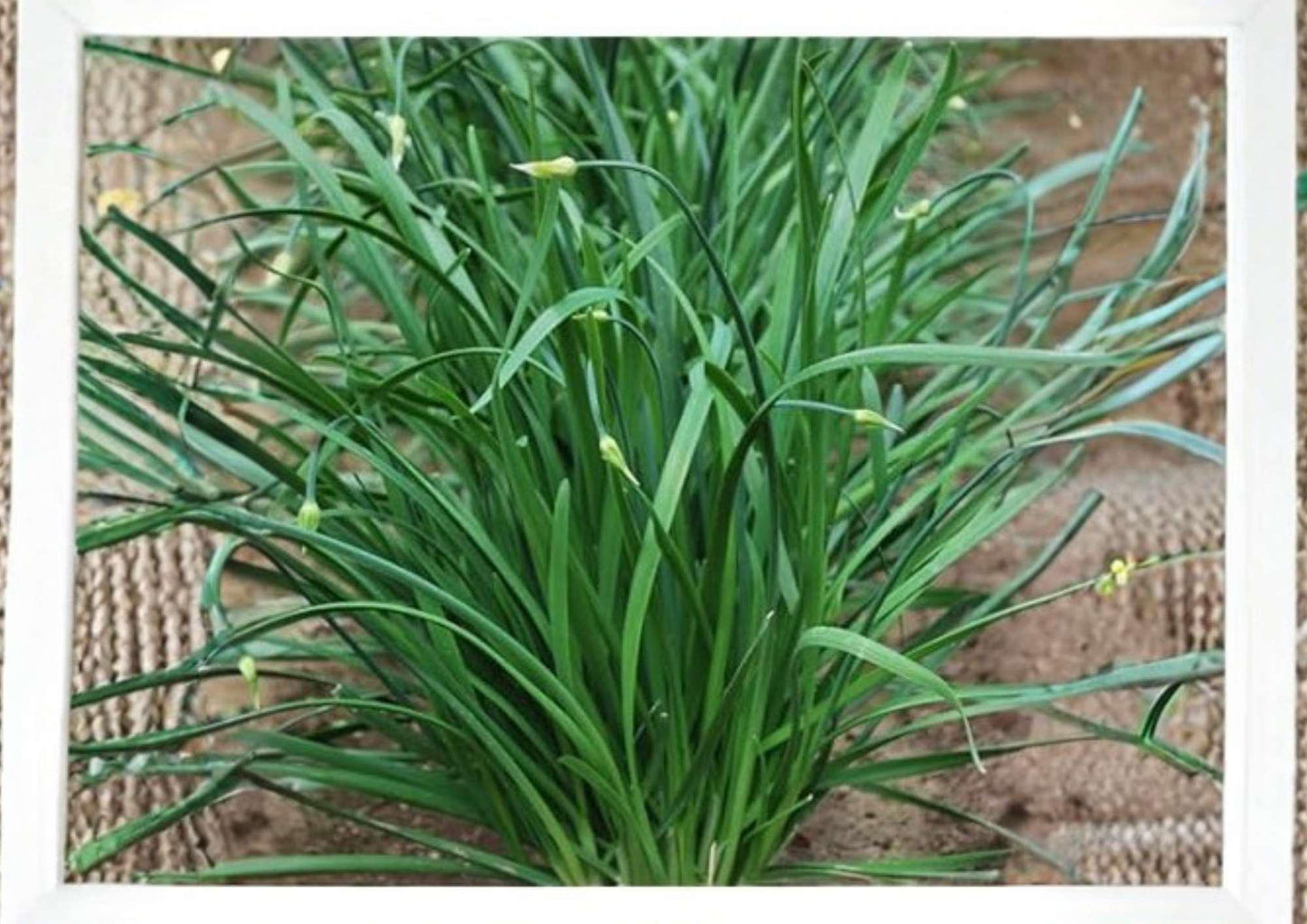 Carantan Leek Seeds - 250+ Heirloom Large Vegetable Seeds for Garden Planting, Cold Hardy Gourmet Variety, Fast Growing