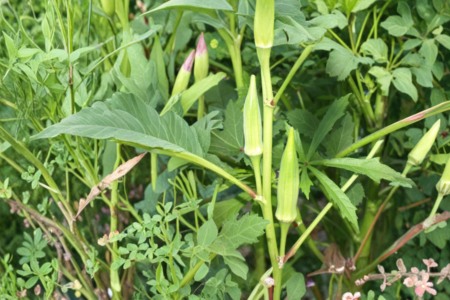 Spineless Okra Seeds 250 Count - Abelmoschus esculentus - Tender Green Pods for Home Garden, Easy Harvesting, Warm-Season Vegetable