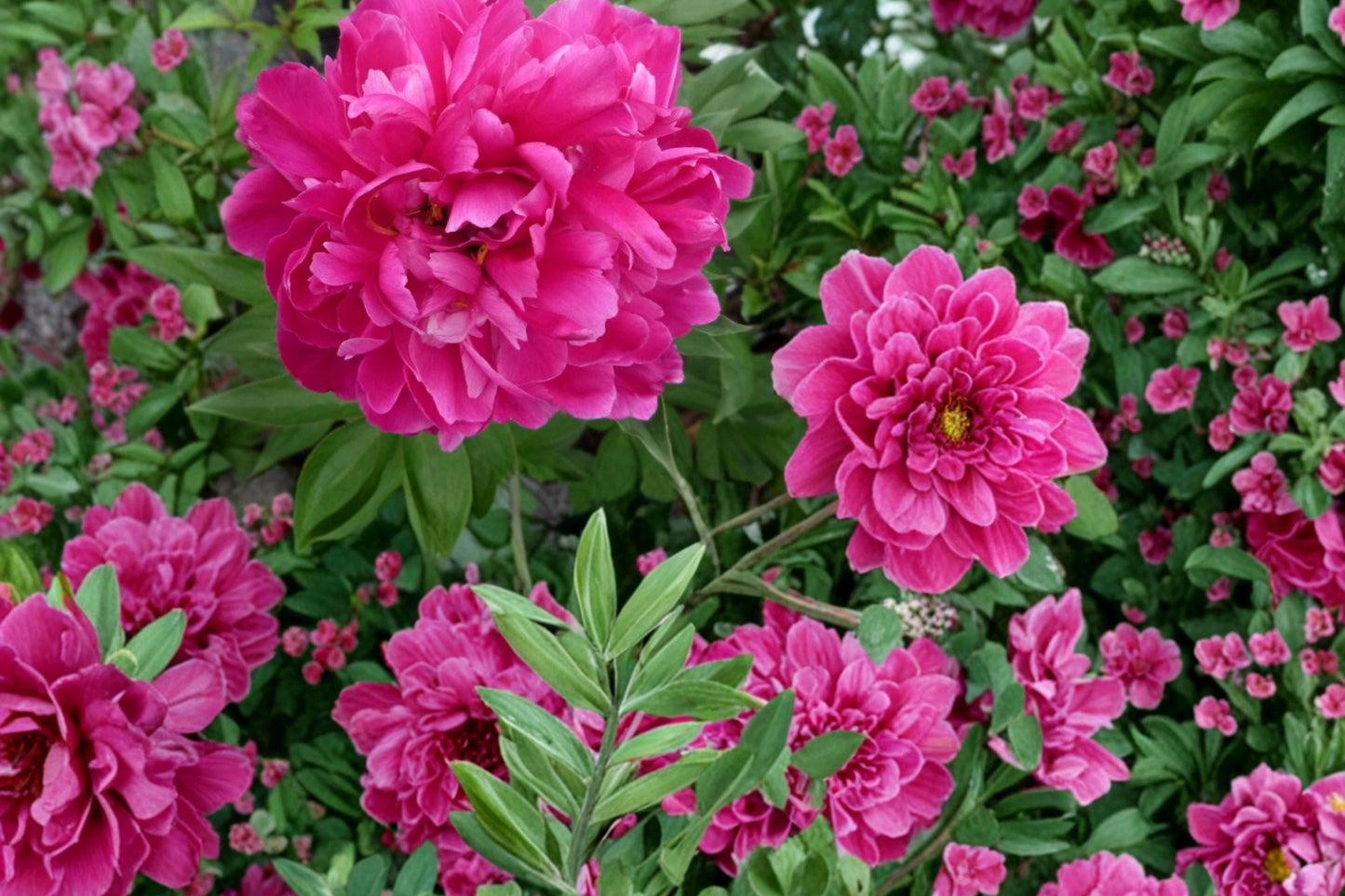 Peony Roots 3-Pack - Karl Rosenfield - Double Magenta Blooms - Paeonia lactiflora - Hardy Perennial Flower for Garden Borders