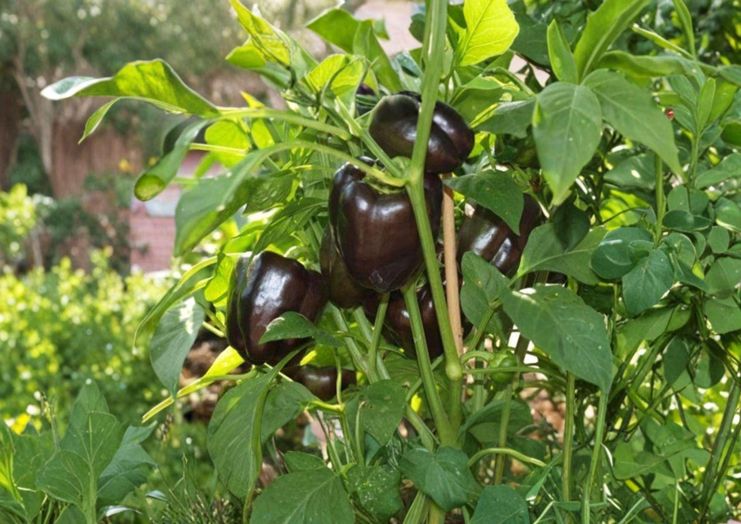 Chocolate Bell Pepper Seeds - 100+ Heirloom Non-GMO Sweet Pepper Seeds for Garden Planting - Unique Brown Purple Flavor
