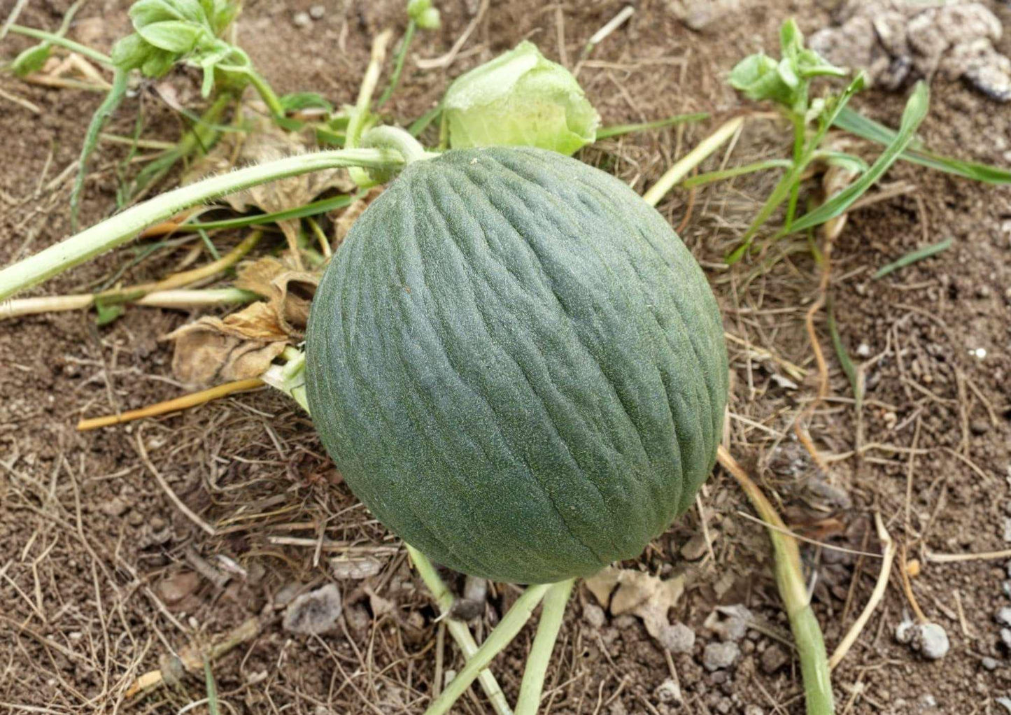 Early Valencia Melon Seeds - 12+ Heirloom Organic Winter Honeydew Seeds for Garden, Sweet Green Flesh - Non-GMO
