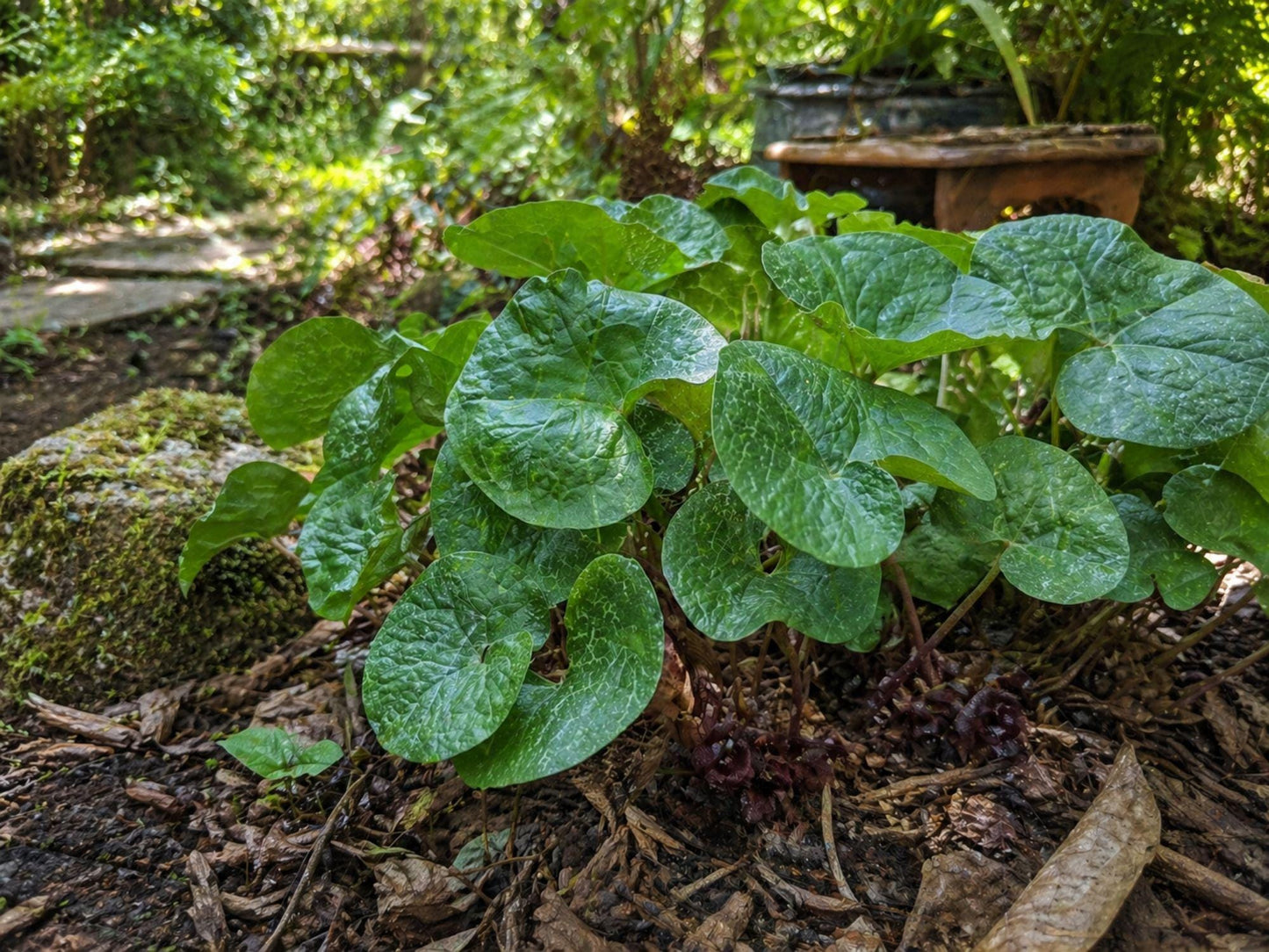 3 Pack Wild Ginger Seeds - Heirloom Non-GMO Shade Garden Planting - Asarum canadense for Woodland Landscaping