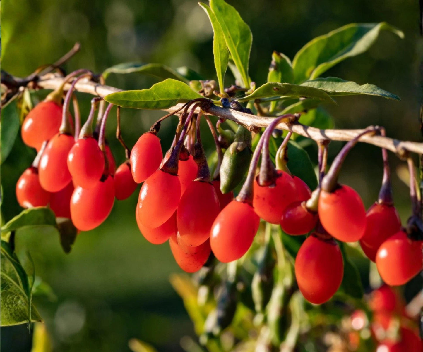 Goji Berry Live Plants Set of 4 - Wolfberry Fruit Trees for Indoor Outdoor Garden - Nutrient-Rich Superfruit (Lycium barbarum)