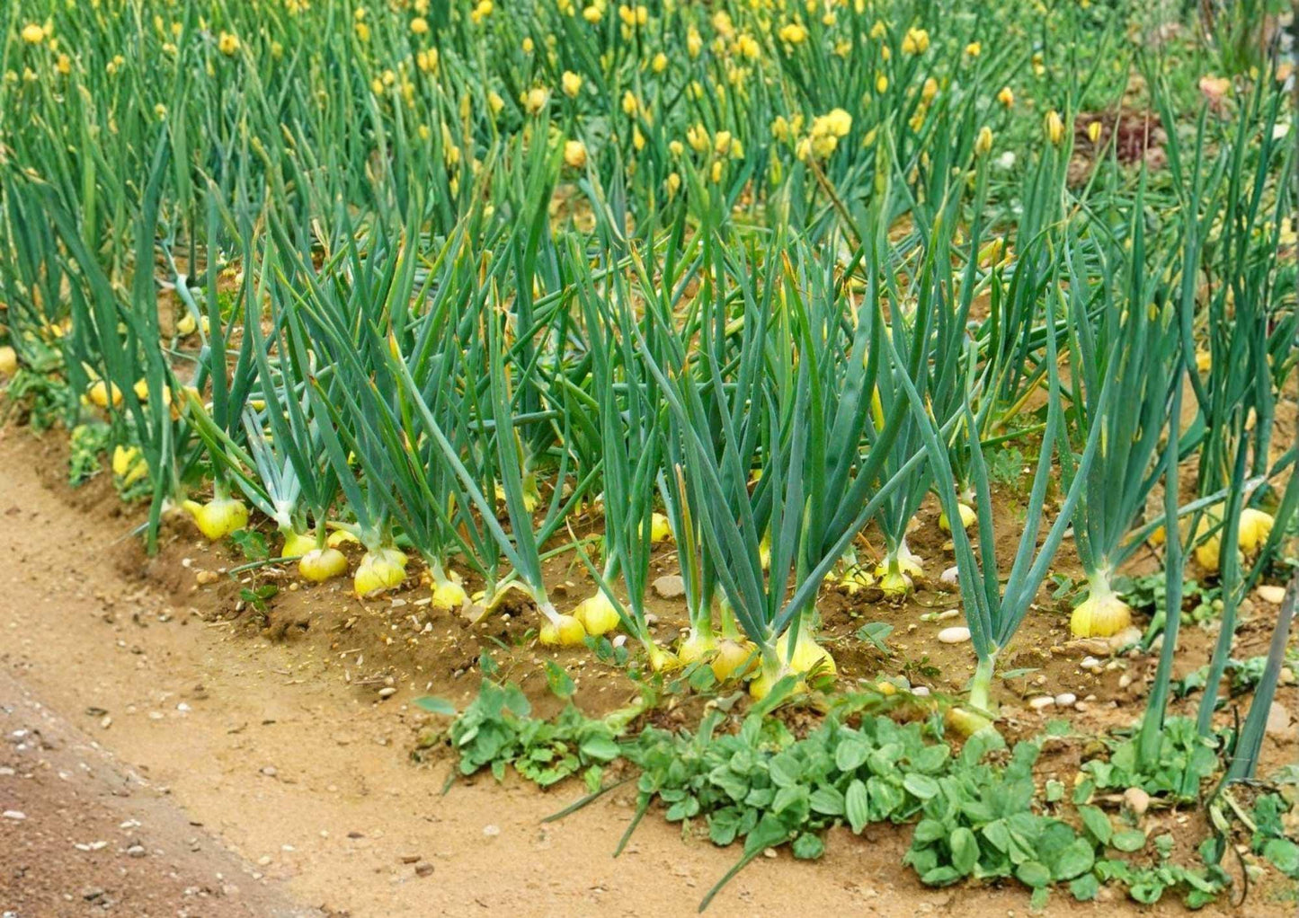 Texas 1015 Supersweet Onion Seeds - 250+ Heirloom Non-GMO Vegetable Seeds for Garden Planting, Sweet Yellow Onion