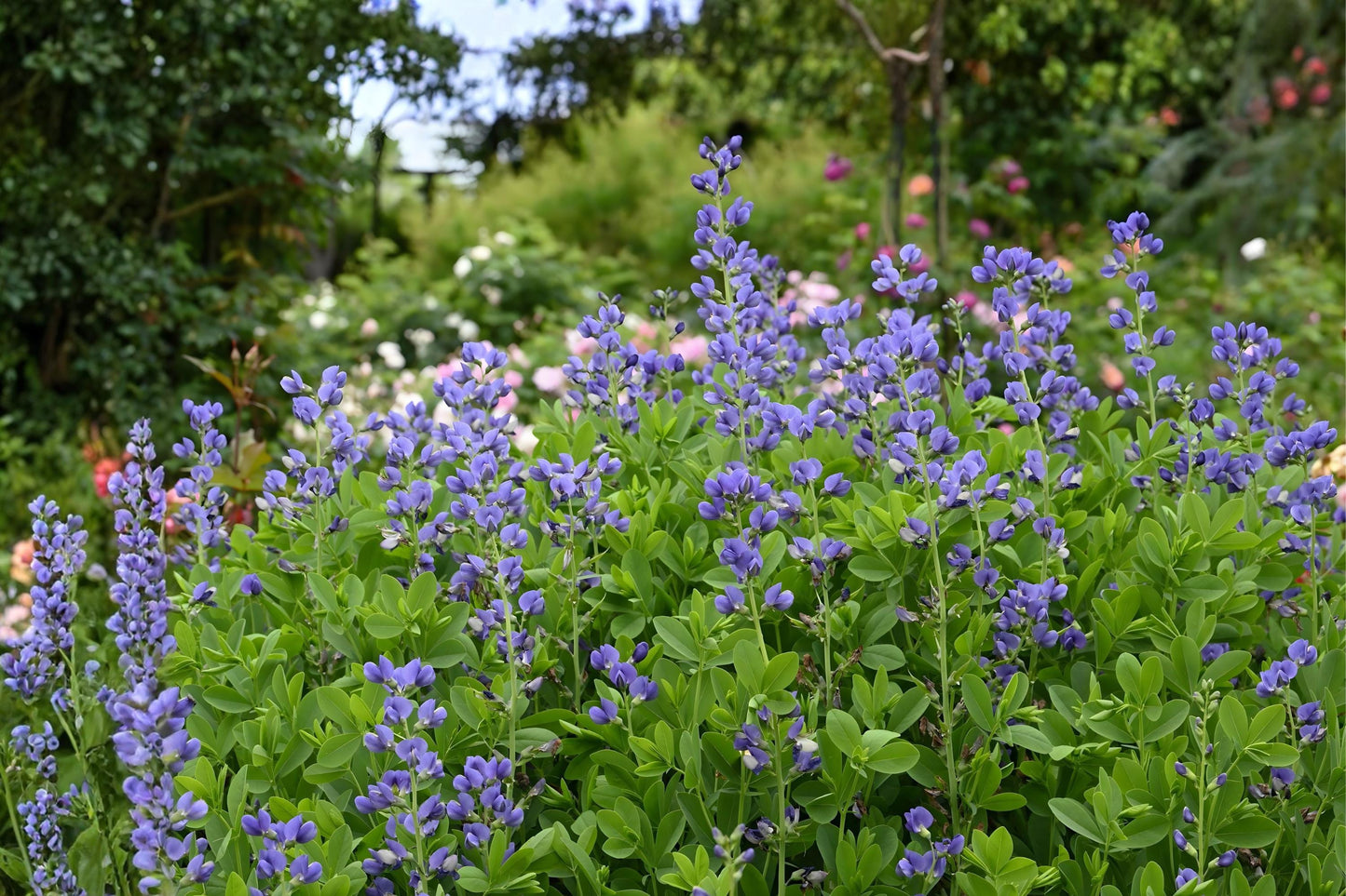 Blue Wild Indigo Seeds (15) - Baptisia australis - Drought Tolerant Native Perennial for Prairies & Borders