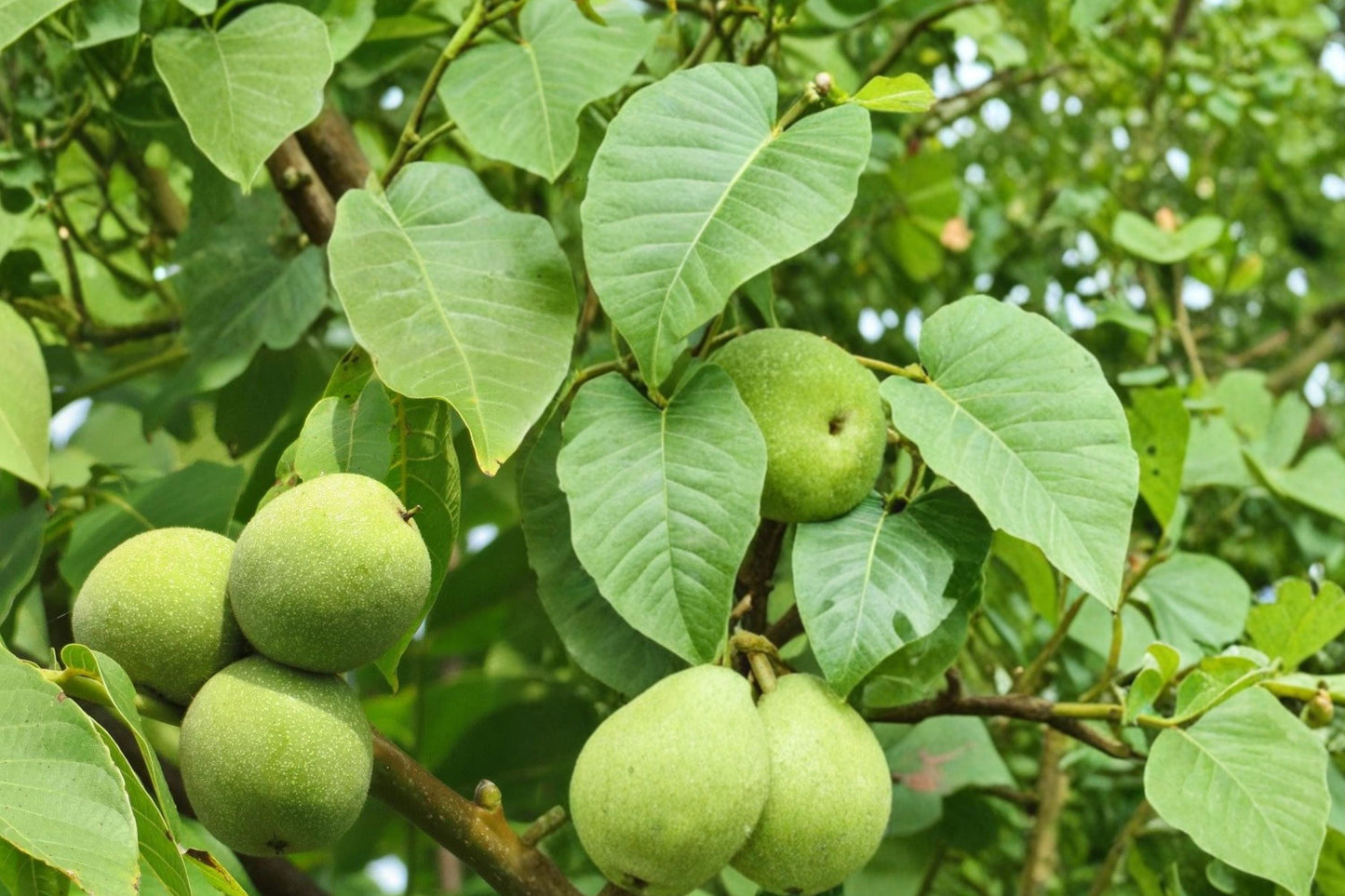 Carpathian Walnut Seeds 5 Pack - Edible Nut Tree - Juglans regia - Deciduous Landscape Plant for Orchards