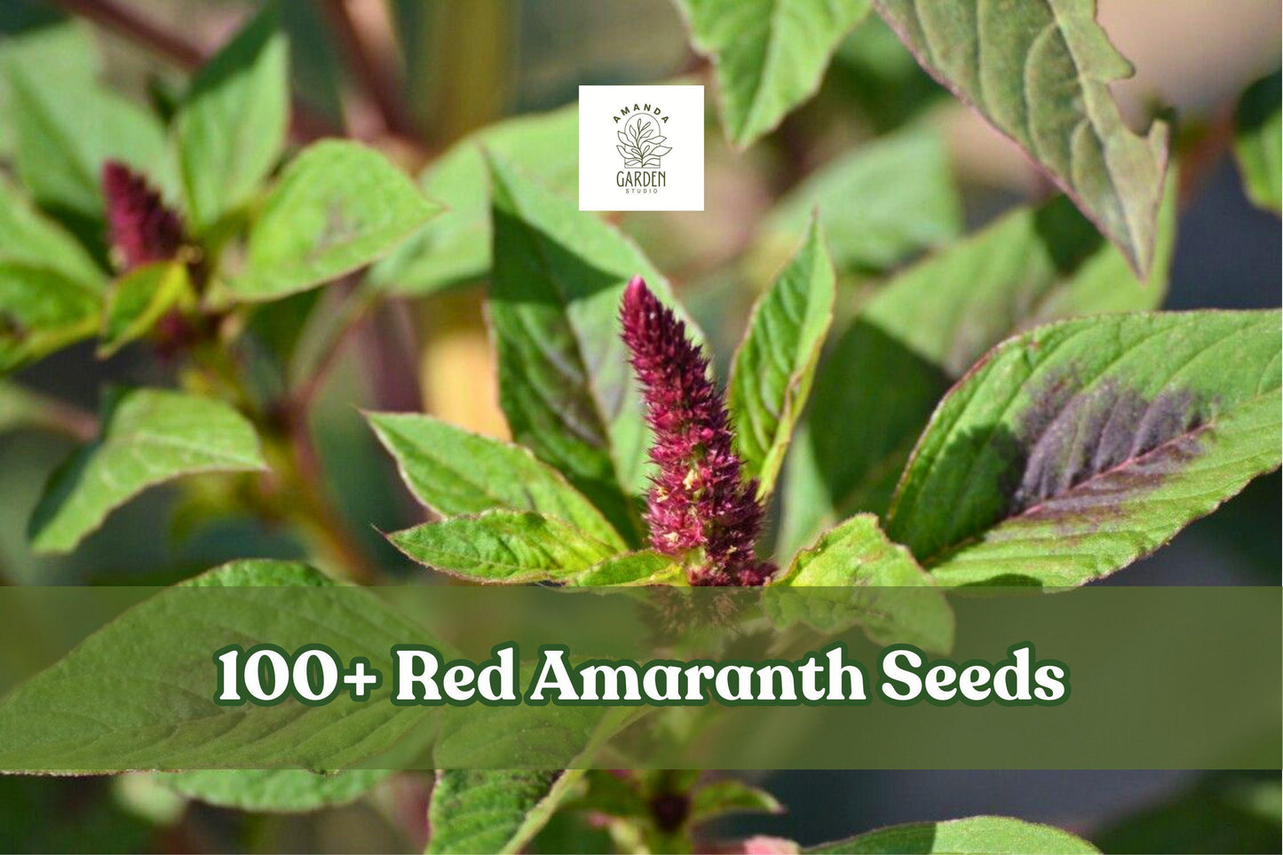 Red Amaranth Seeds | 100+ Stripe Leaf Chinese Spinach, Yin Cho | Amaranthus tricolor | Fast Growing Vegetable for Garden