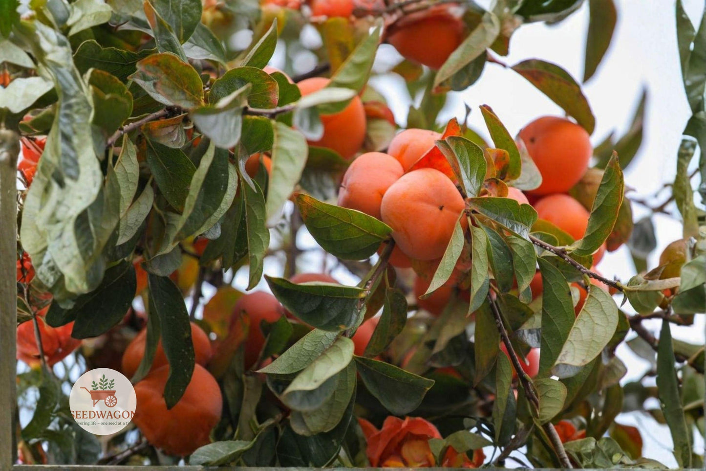 American Persimmon Tree Seedling - Diospyros virginiana - Live Bareroot Native Fruit Tree for Orchards & Wildlife Gardens