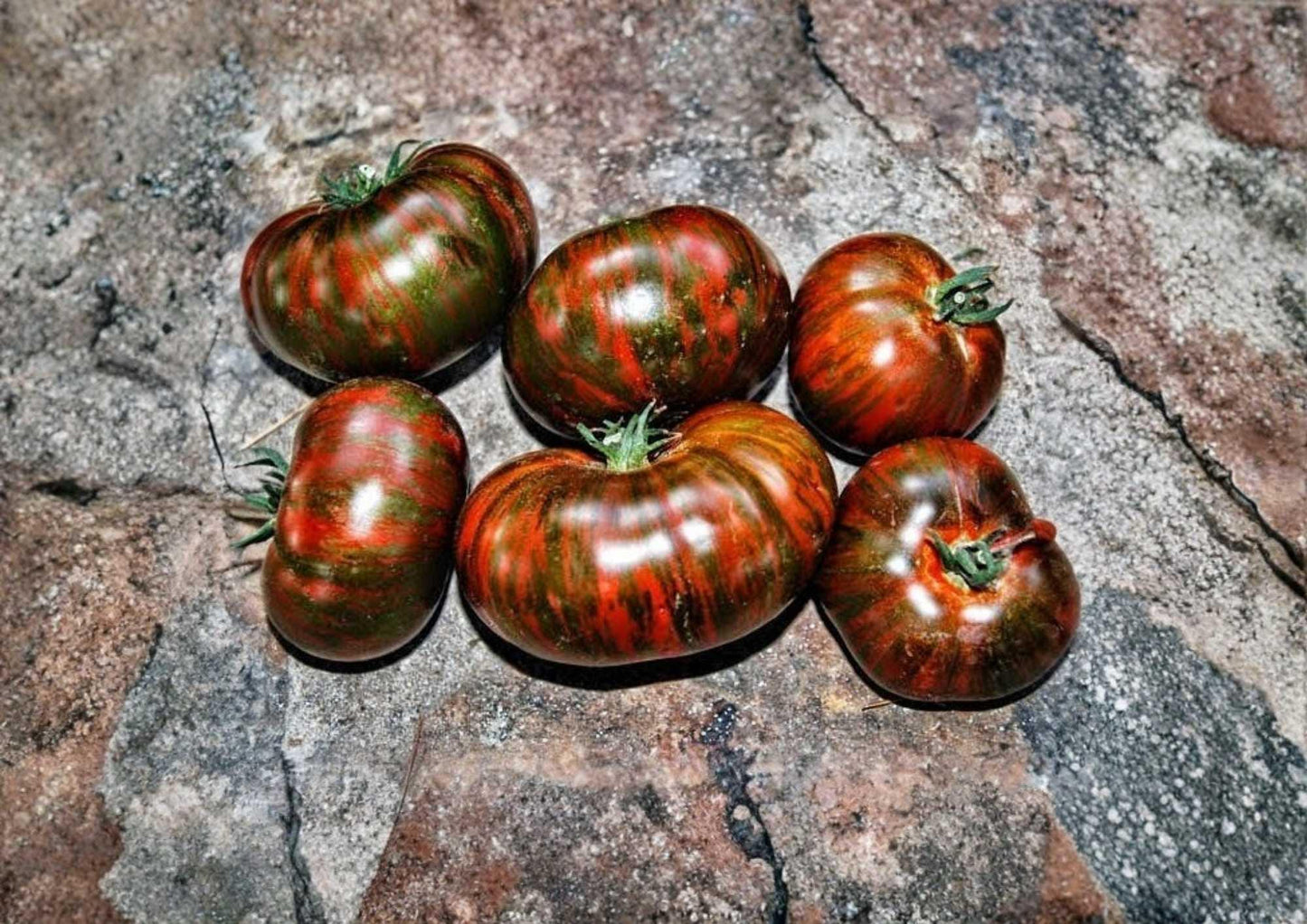 Vintage Wine Striped Tomato Seeds, Heirloom Beefsteak Variety, Non-GMO, Red Yellow Striped, 120+ Seeds for Garden Planting