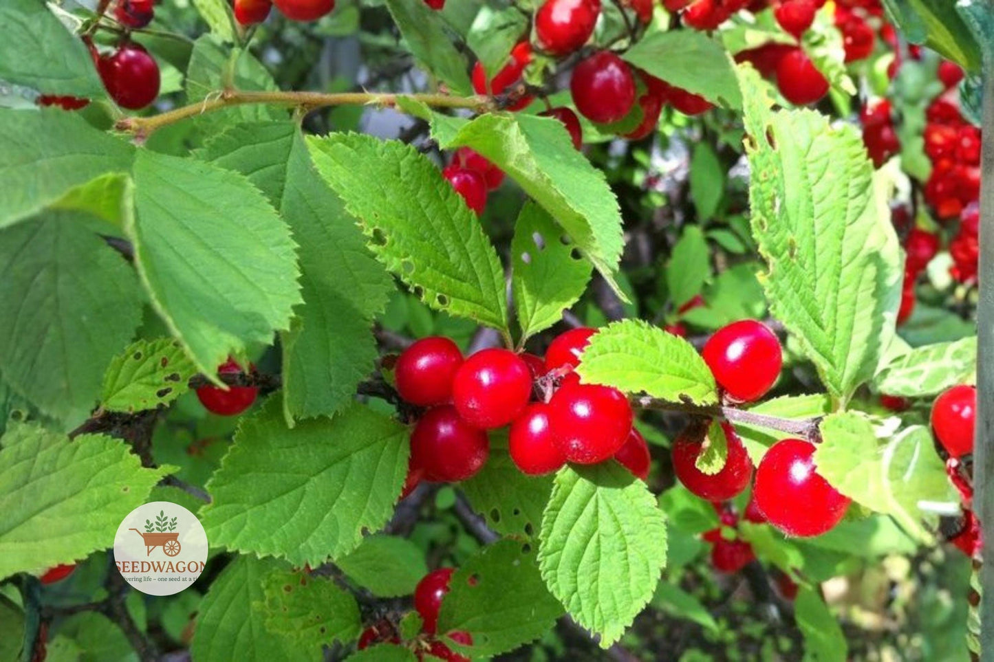 Nanking Cherry Seeds 10 Pack - Edible Cherry Shrub (Prunus tomentosa) - Hardy Fruit Plant for Gardens & Orchards