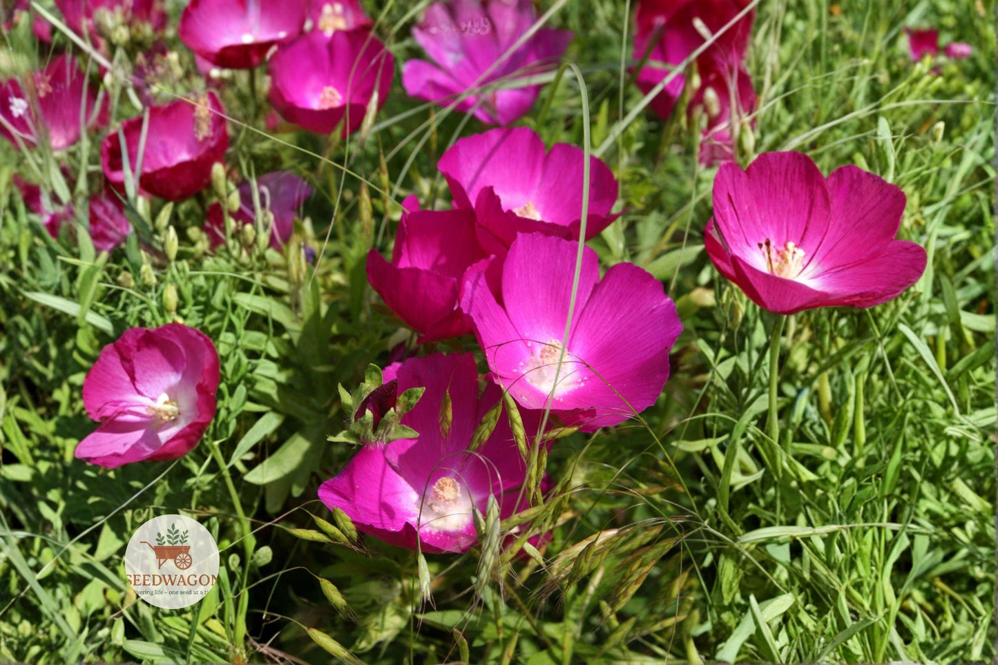 Bush's Poppy Mallow Seeds 10 Pack - Magenta-Purple Wildflower, Callirhoe bushii, Native Pollinator Plant for Gardens