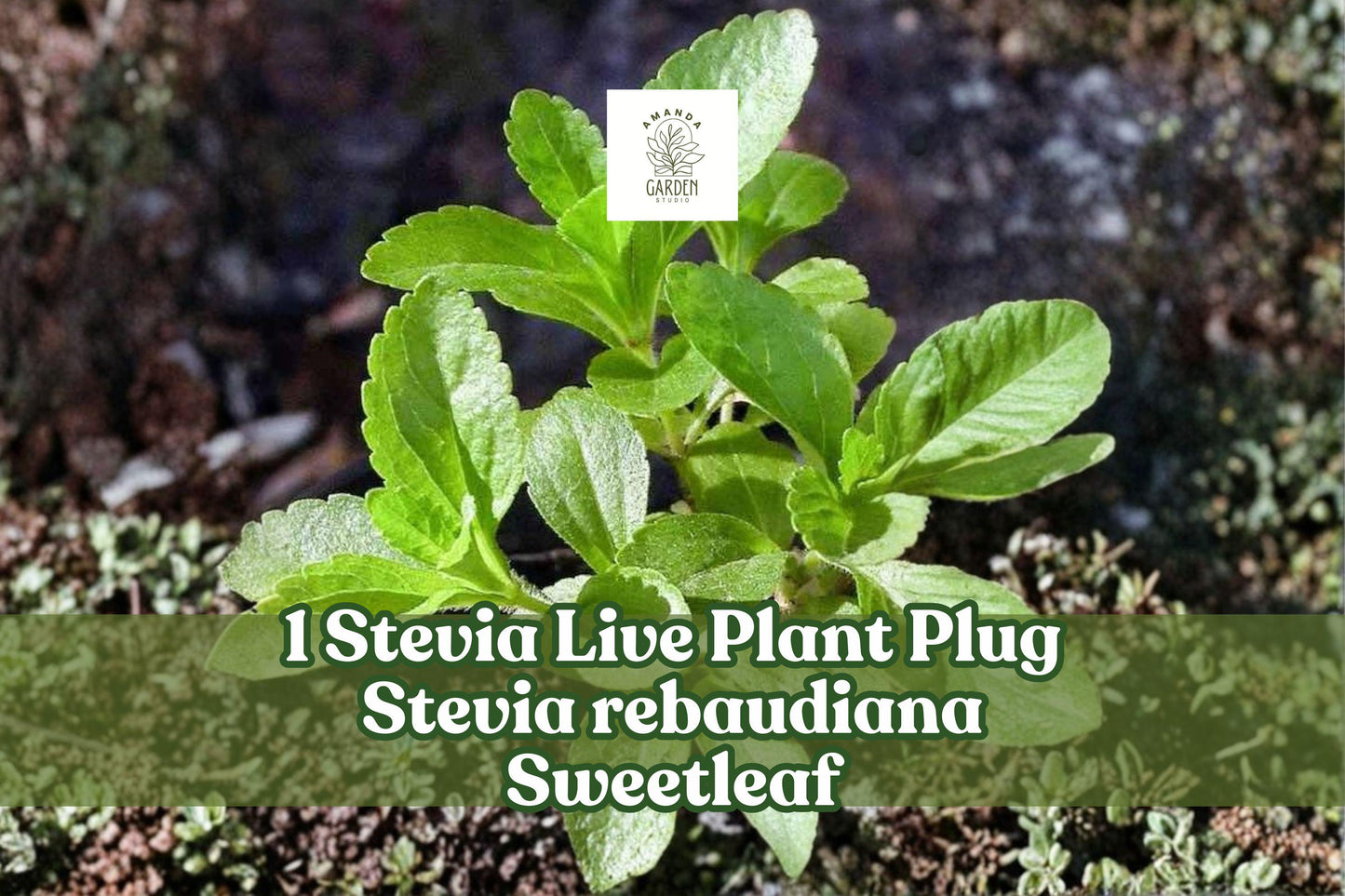 Stevia Live Plant Plug 1" Sweetleaf Culinary Herb Stevia rebaudiana - Well-Rooted Starter Plant for Garden or Patio