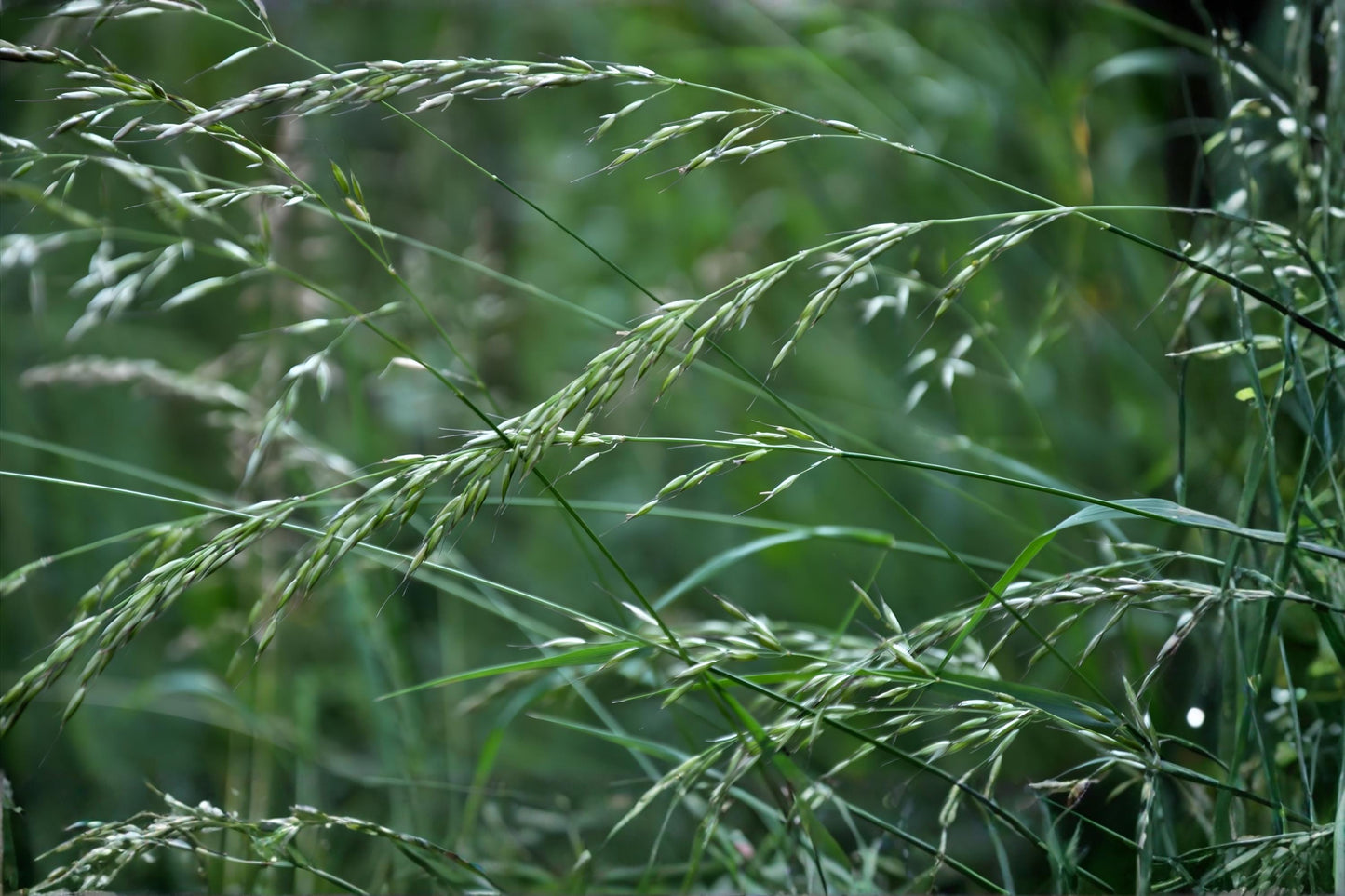 Rough Bluegrass Seeds (100) | Poa Trivialis | Cool-Season Grass for Shade & Moist Conditions | Lush Green Ground Cover