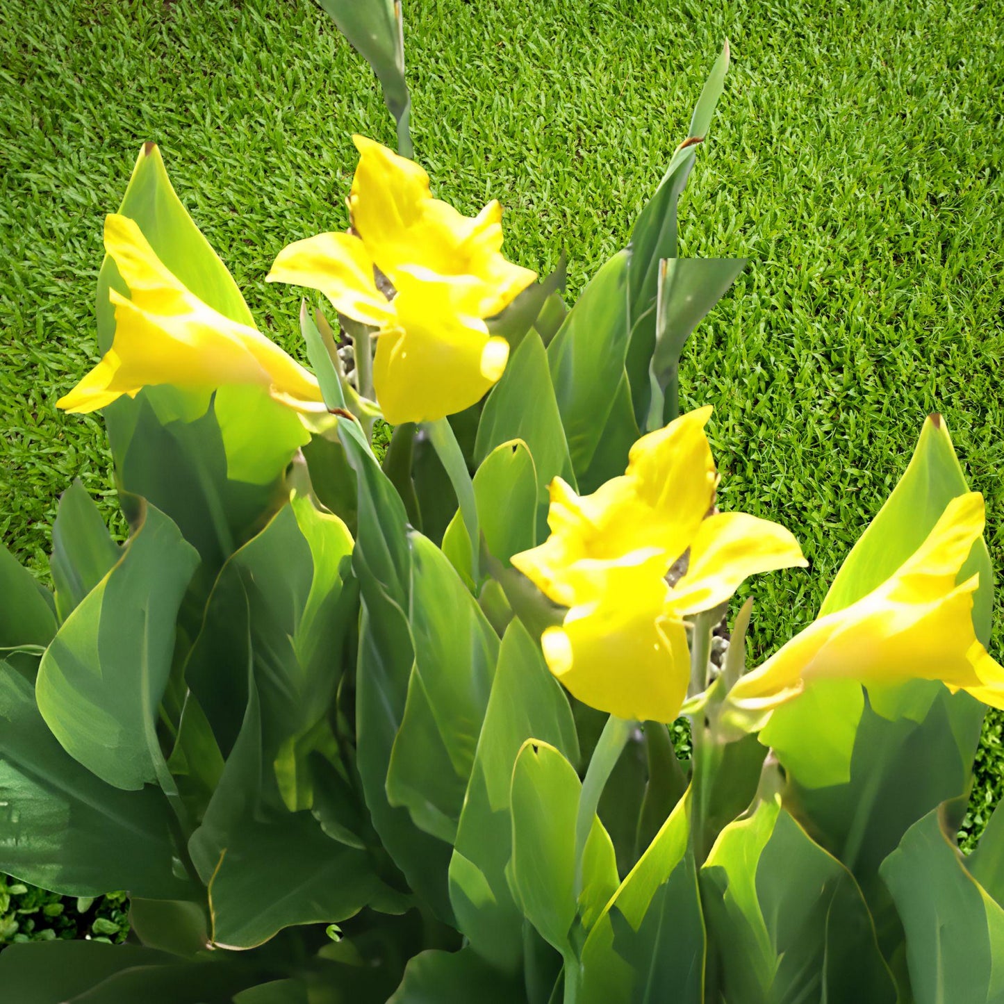 Yellow Canna Lily Bulbs - 2 Live California Yellow Canna Plants - Easy Care Tropical Flowering Perennial (Canna spp.)
