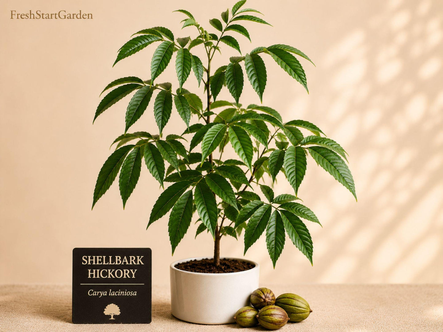 Shellbark Hickory Tree Seedlings - Carya laciniosa - Hardy Native Hardwood for Outdoor Planting, Live Shade Trees