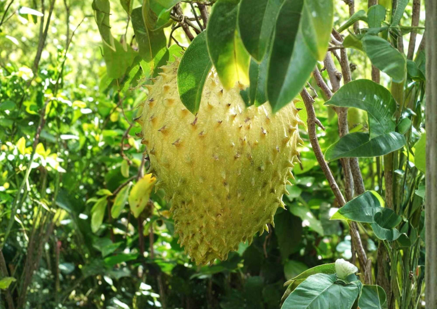 Golden Yellow Soursop Tree 1-2 Feet Tall - Annona muricata - Easy to Grow Tropical Fruit Plant