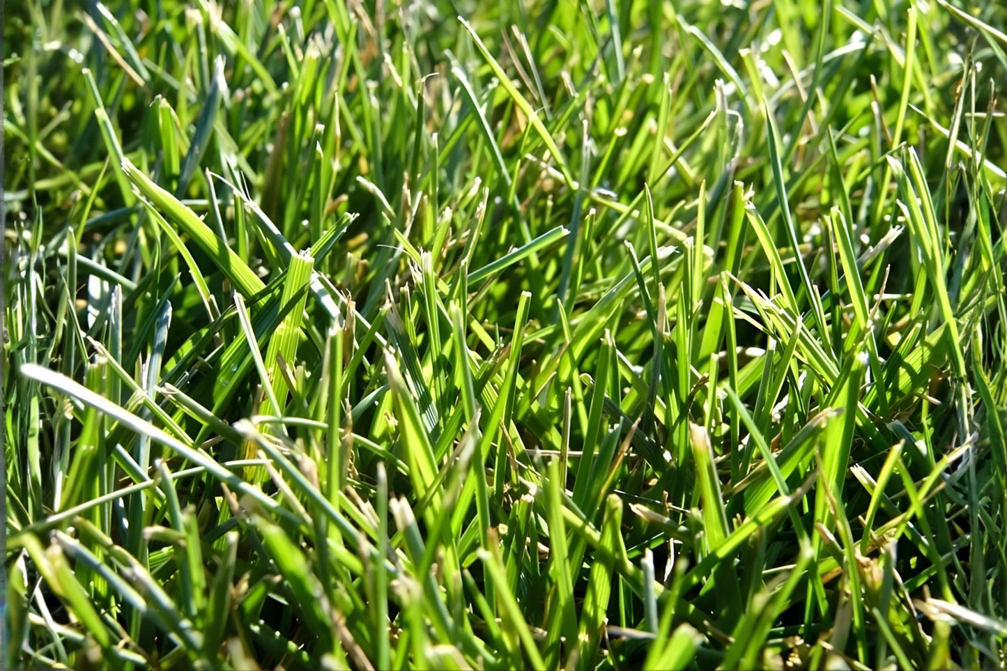 Tall Fescue Grass Seeds (100) | Durable Cool-Season Lawn Seed | Festuca arundinacea ‘Fawn’ | Resilient & Low Maintenance