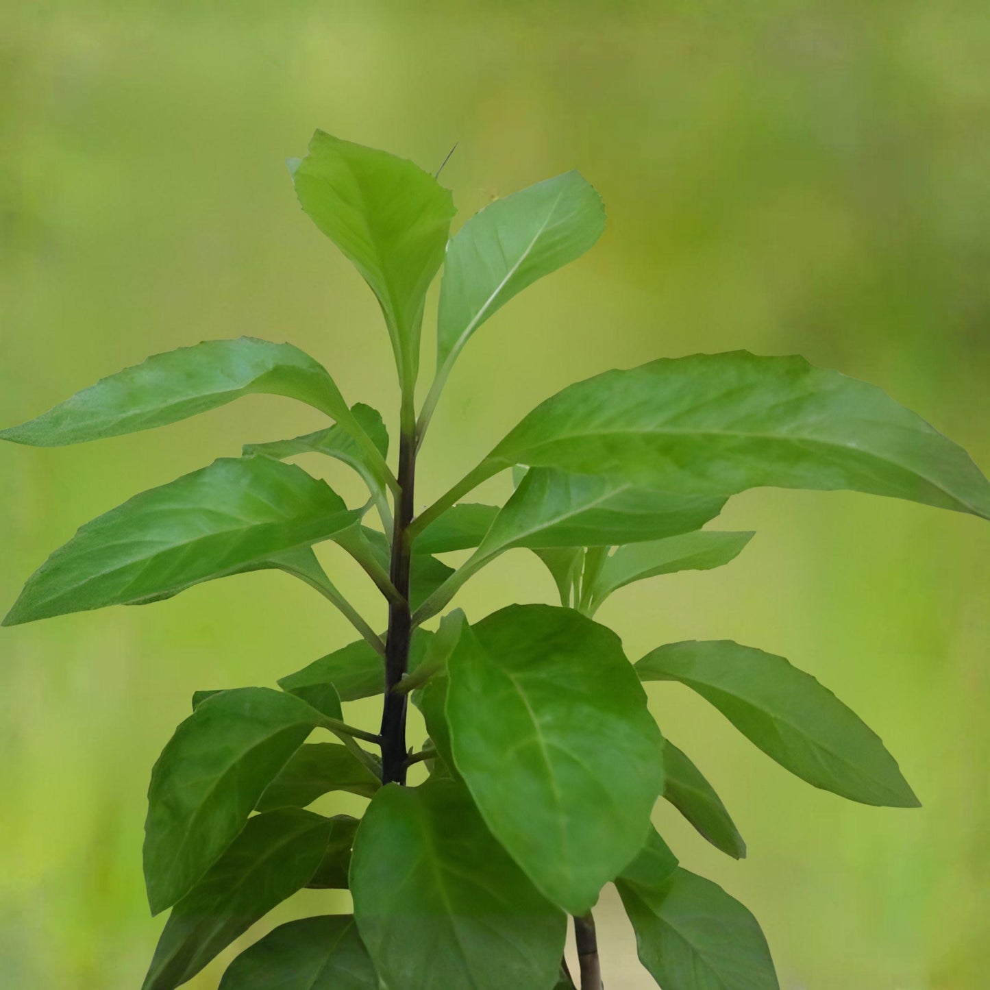 Longevity Spinach Starter Plant, 4-8 Inches, Edible Green, Gynura Procumbens - Perfect for Garden or Container Growing
