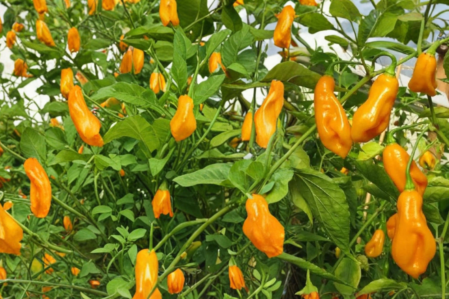 Trinidad Perfume Pepper Seeds 10 Pack - Capsicum chinense, Sweet Mild Flavor, Aromatic Pepper for Garden or Container Planting