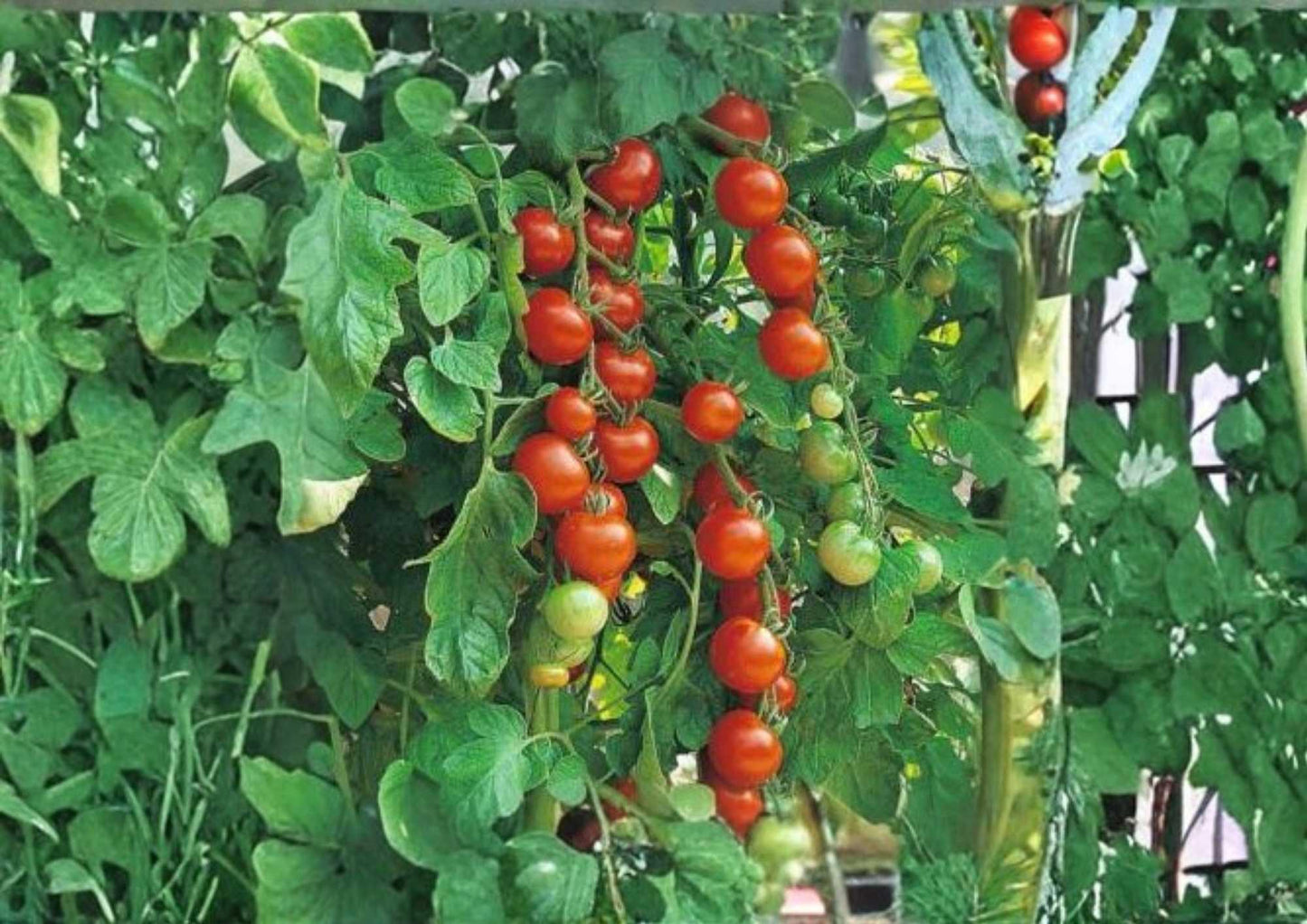 Isis Candy Cherry Tomato Seeds - 120+ Heirloom Rare Vegetable Seeds for Garden Planting - Extra Sweet Red Gold Variety