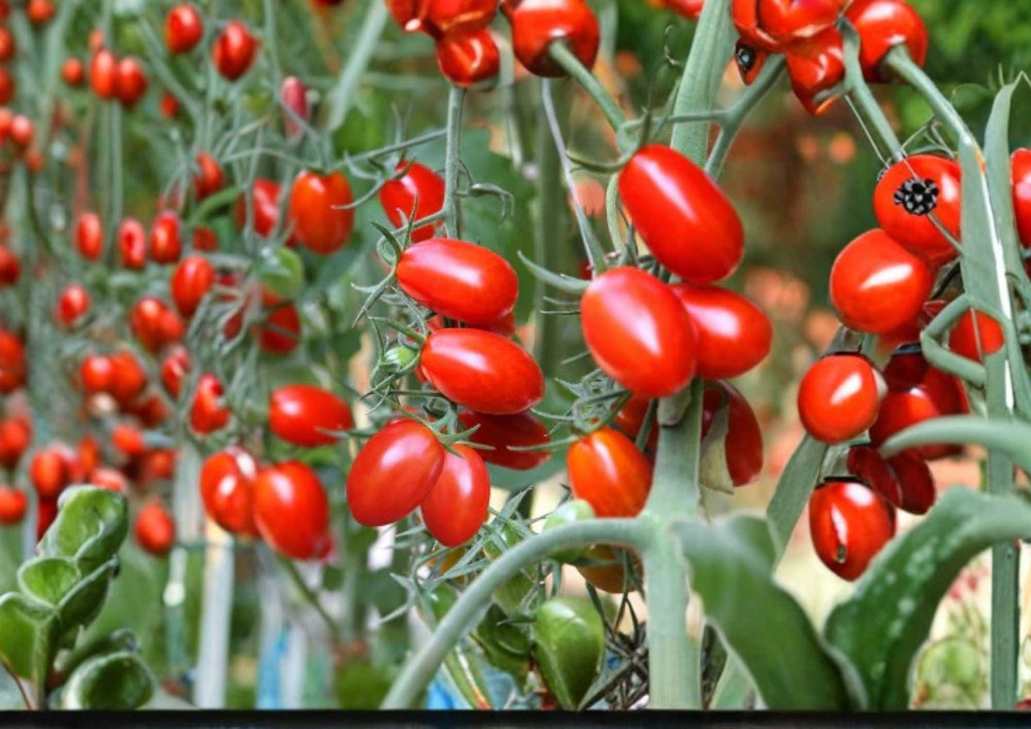 Napoli Tomato Seeds - 120+ Heirloom Non-GMO Italian Paste Plum Variety for Garden Planting - Rich Flavor for Sauce & Canning