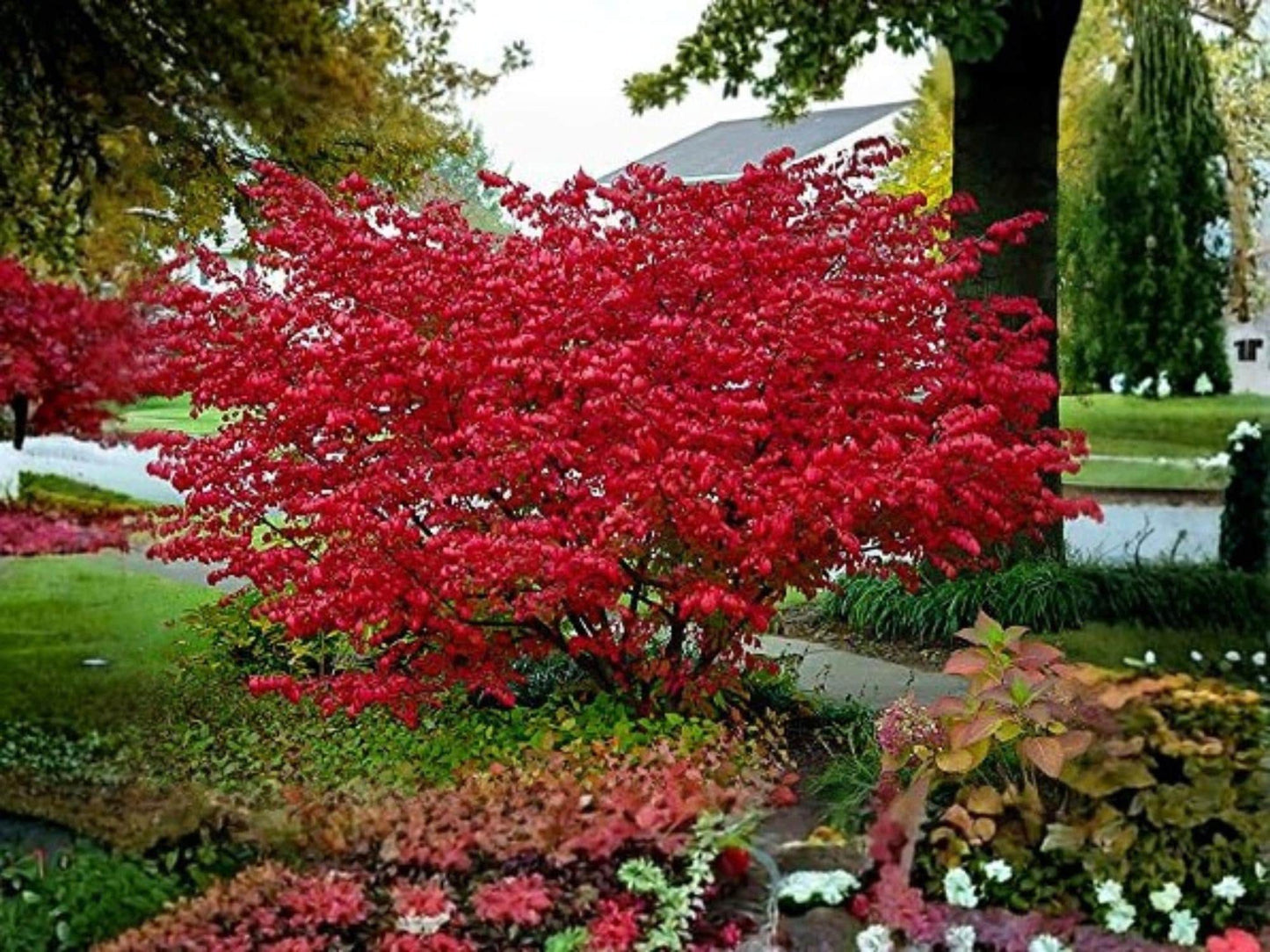 Red Chokeberry Plant 12-24in Bare Root Aronia arbutifolia Native Shrub for Wildlife Garden, Spring Flowers & Red Berries