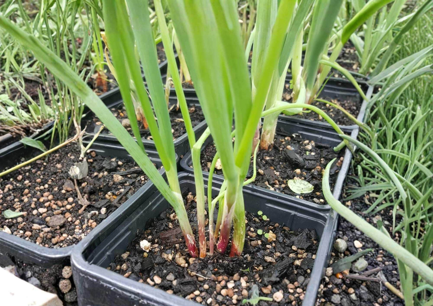 Japanese Red Beard Bunching Onion Seeds - 250+ Heirloom Vegetable Seeds for Garden Planting - High Yield Scallion