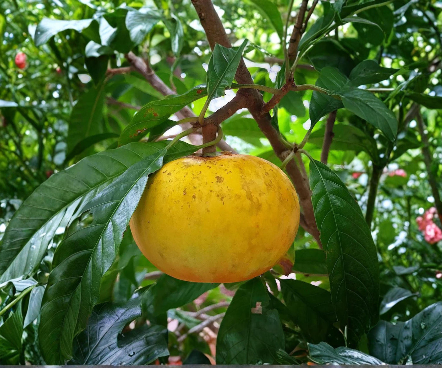 Ross Sapote Cuttings - 3 Fresh Canistel Rooting Cuttings - Rare Tropical Fruit Tree for Easy Growth - Ideal for Home Gardens