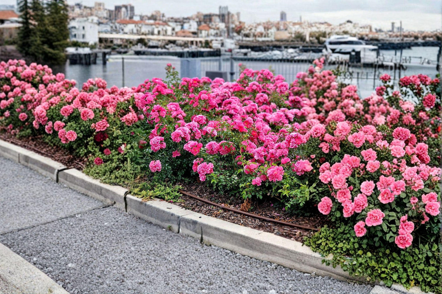 Flower Carpet Pink Rose Cuttings - 3 Unrooted Cuttings for Propagation - Rosa hybrid - Spreading Growth Habit & Pink Blooms