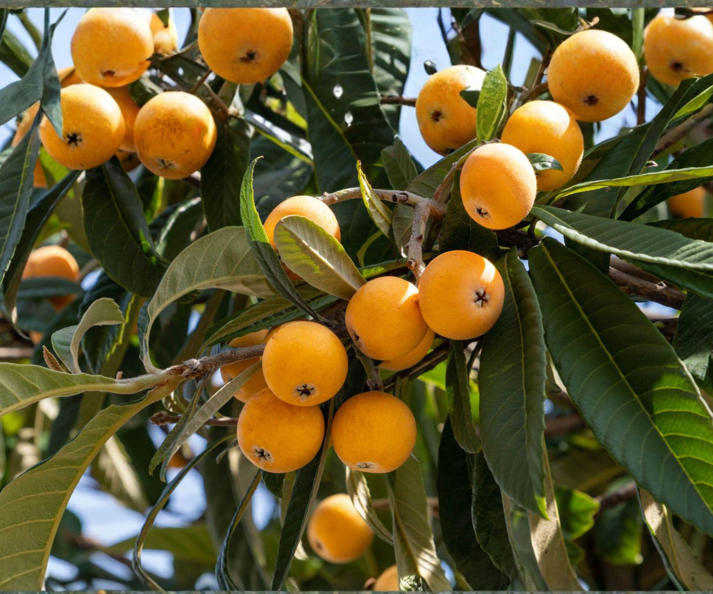 Loquat Seedlings Pair | Evergreen Fruit Trees | Japanese Variety | Eriobotrya japonica | Fast Growing Garden Plants