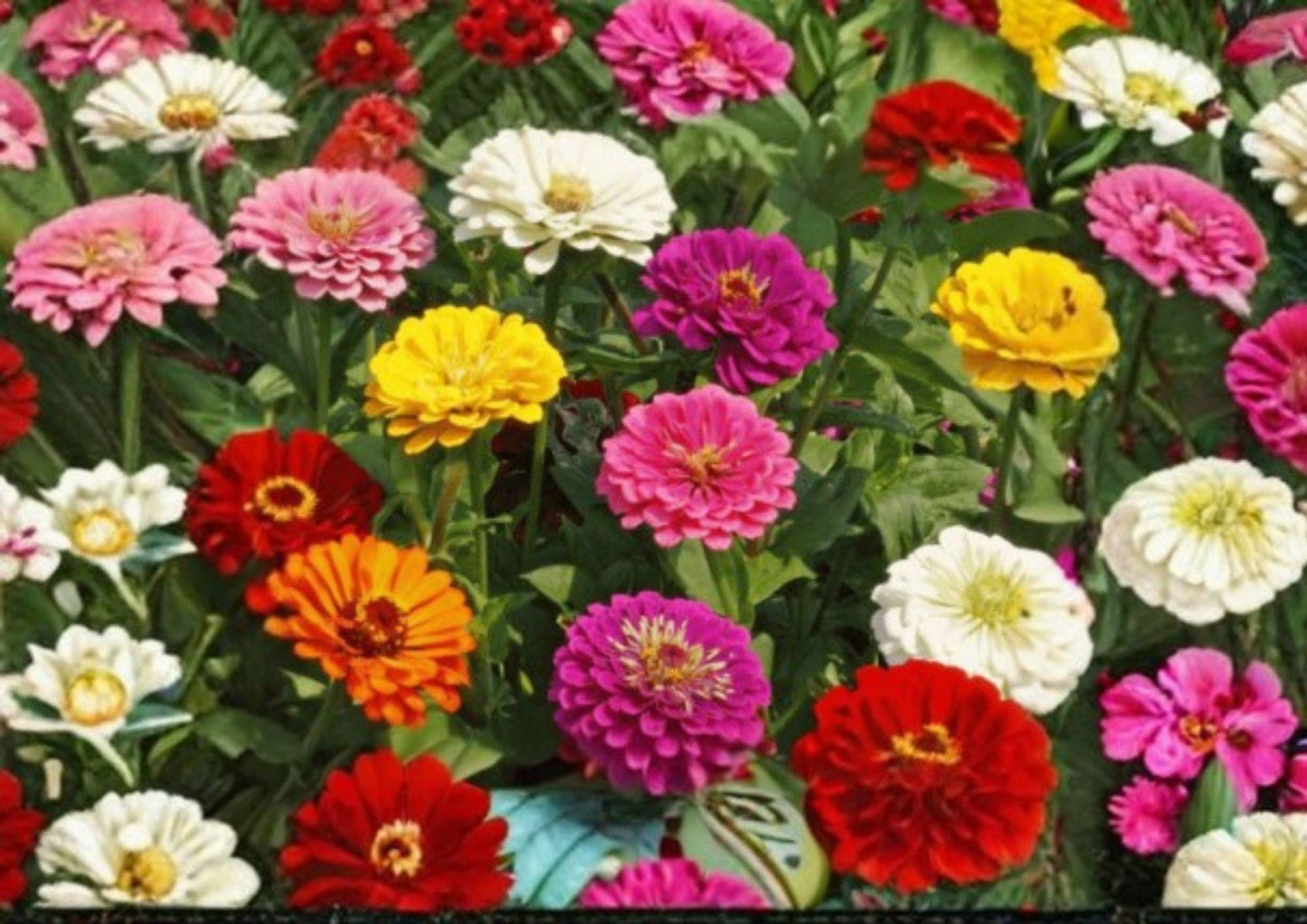 California Giant Zinnia Seeds - 200+ Mixed Colors Flower Seeds for Garden Planting, Pollinator Friendly, Large Bright Blooms