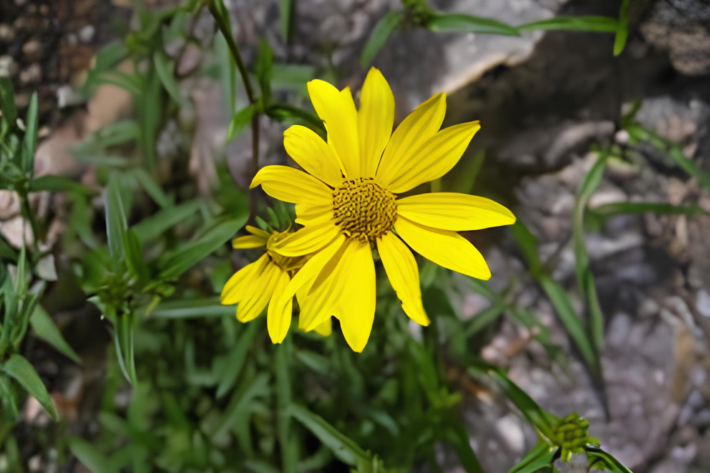 Showy Goldeneye Seeds (100) - Yellow Native Wildflower, Heliomeris multiflora, Drought-Tolerant, Pollinator-Friendly Garden Seed