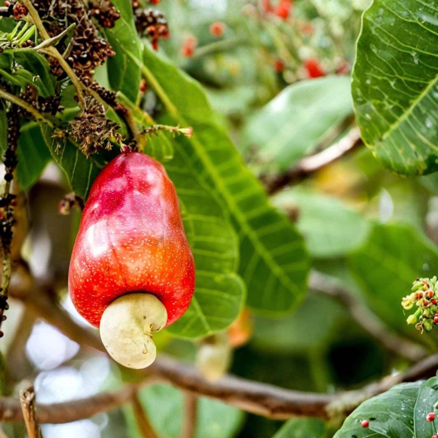 Cashew Tree Seeds, 6 Count, Tropical Fruit Tree Seeds for Garden Growing - Anacardium occidentale