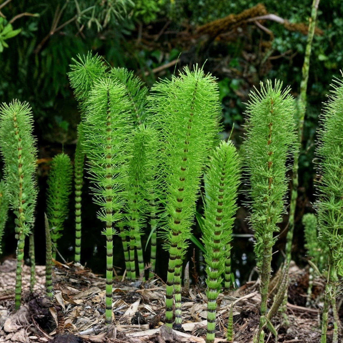 Horsetail Plant Cuttings - 4-8 Inch Aquatic Garden Plants (Equisetum) for Ponds & Moist Areas