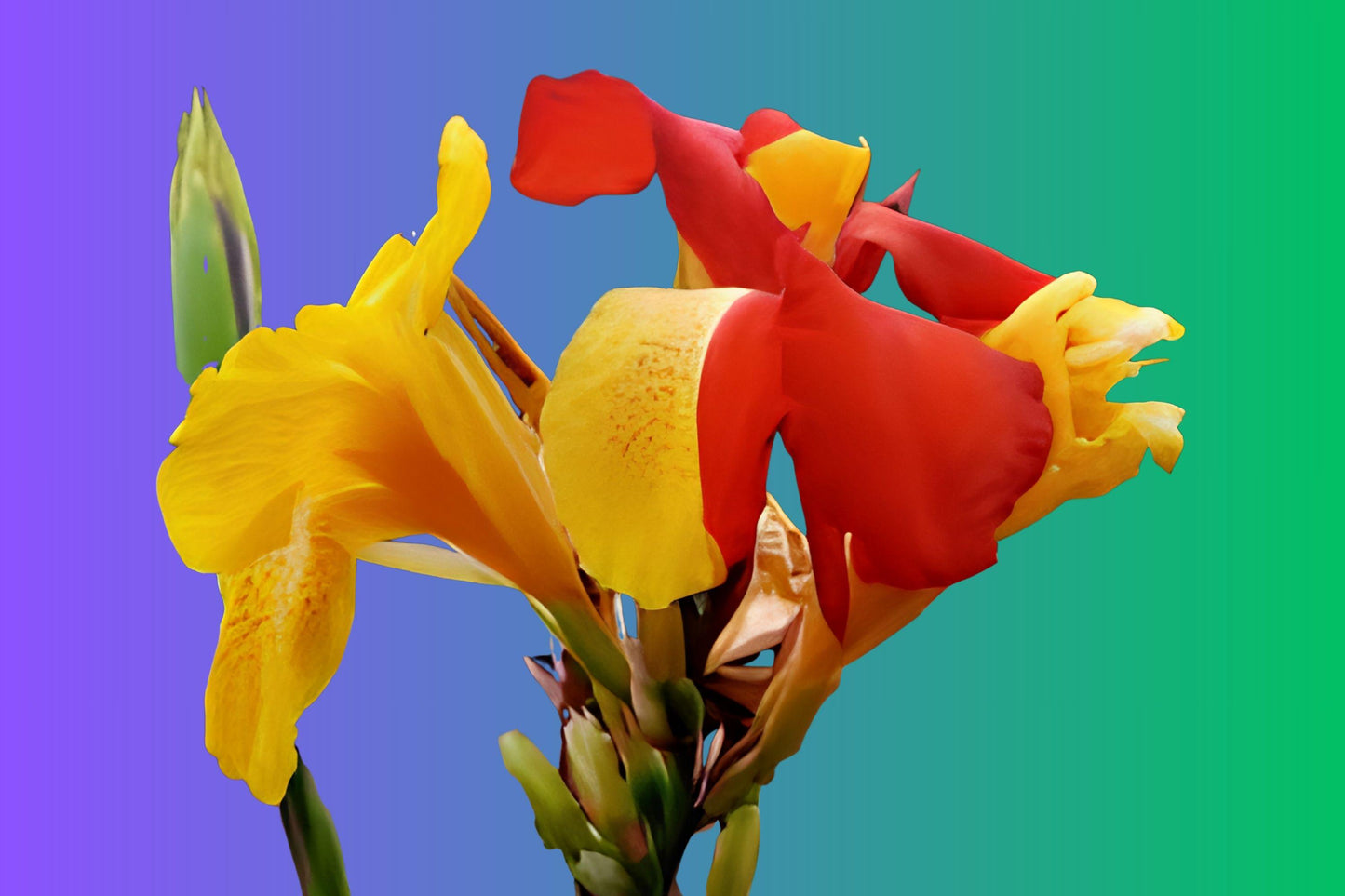 Canna Rhizomes Pack of 3 | Canna Cleopatra Bicolor Yellow Orange Red Flowers | Canna indica ‘Cleopatra’