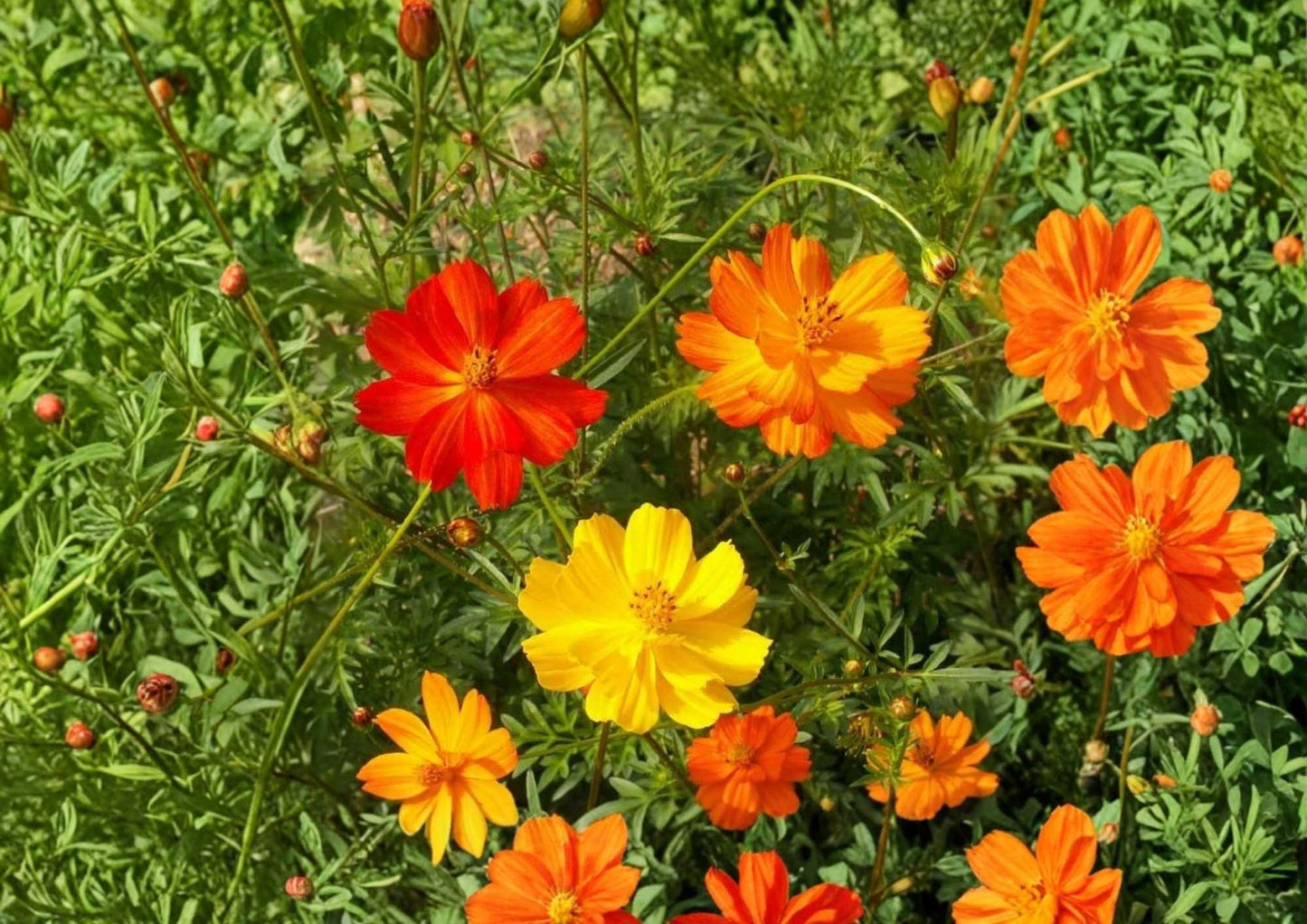 Sulphur Cosmos Seeds - 200+ Non-GMO Flower Seeds for Garden Planting, Bright Orange Yellow Blooms, Hummingbird Pollinator