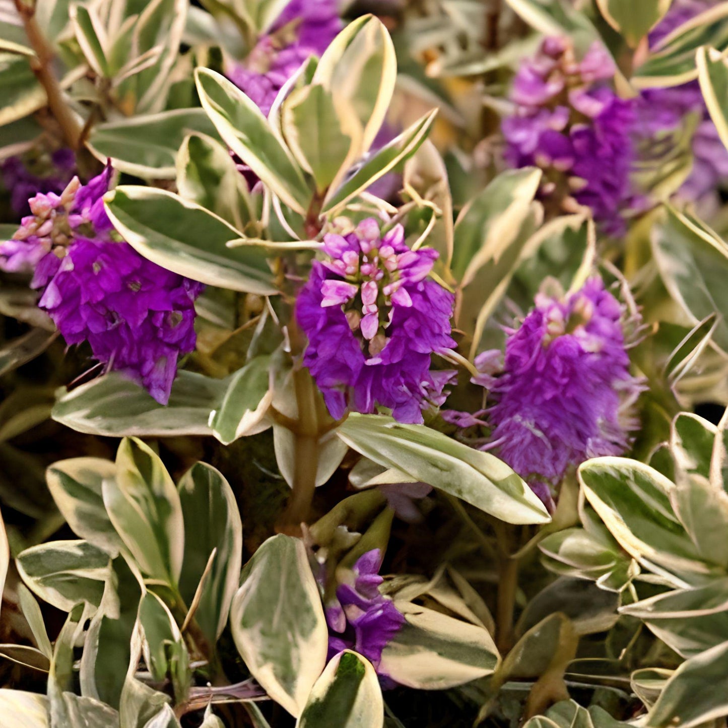 Purple Veronica Plant - 1 Live Evergreen Flowering Shrub - Hebe franciscana - Hardy, Easy-Care, Purple Blooms