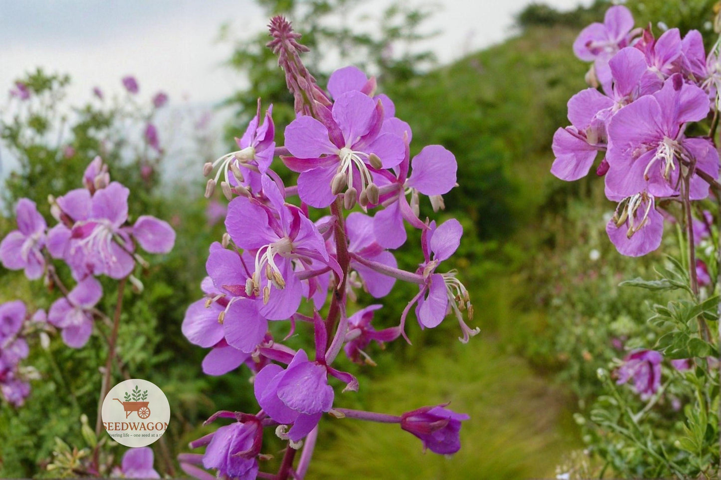 Fireweed Seeds 500 Pack - Native Wildflower, Pink Purple Blooms, Pollinator Friendly, Chamaenerion angustifolium