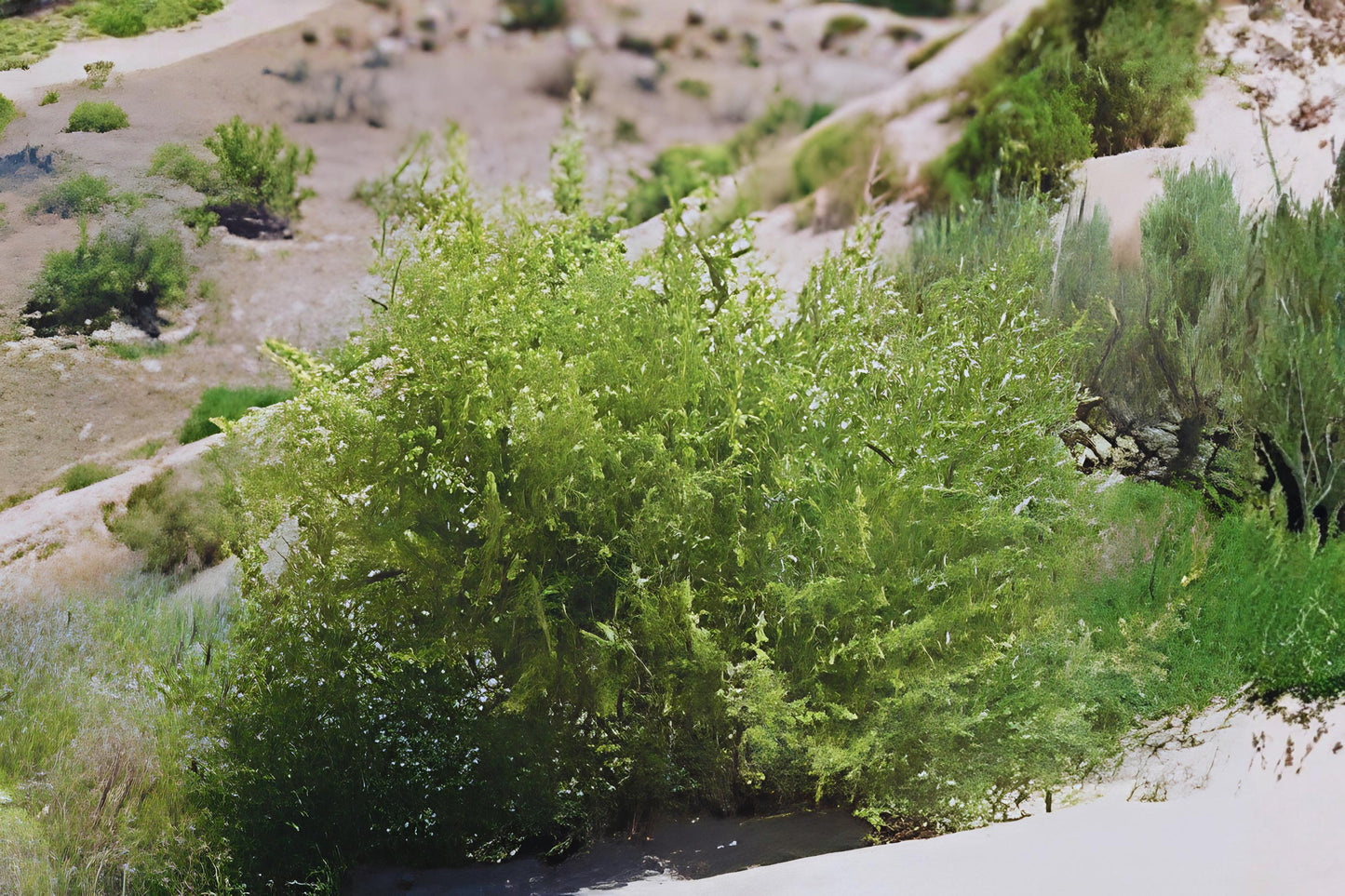 Fourwing Saltbush Seeds (10) | Atriplex canescens | Hardy Drought Tolerant Desert Shrub for Xeriscaping & Erosion Control