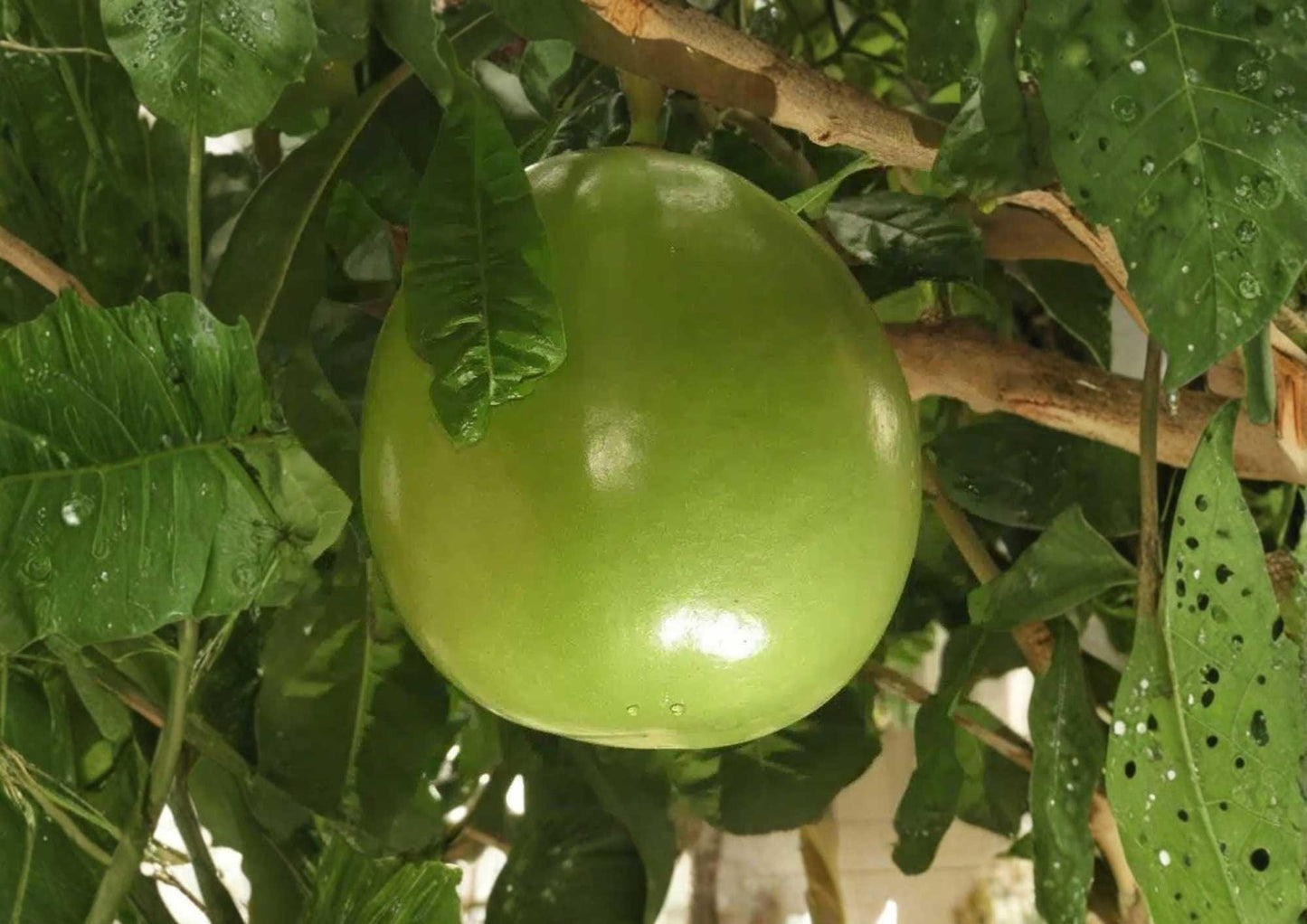 Calabash Jícaro Live Tree 8-12 Inches - Crescentia cujete - Unique Tropical Plant for Home or Garden