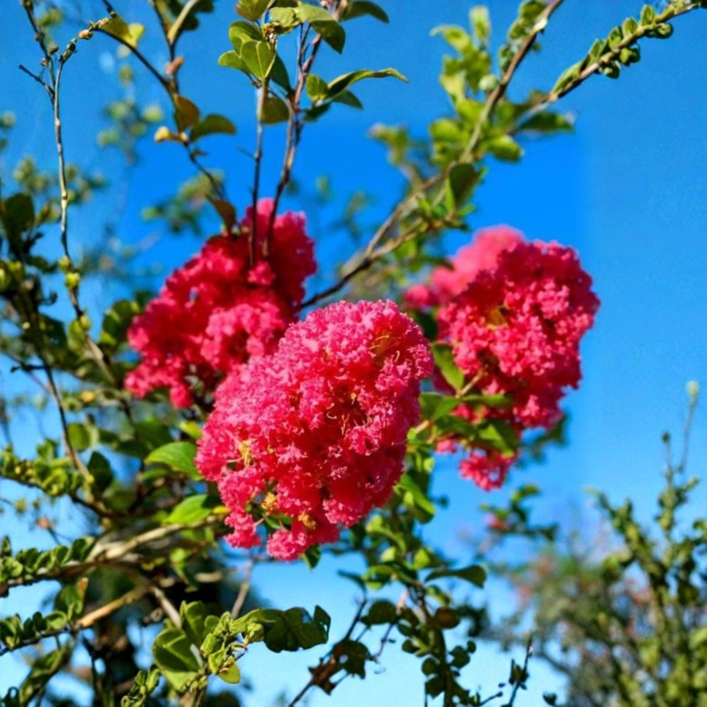 Crape Myrtle Tree Cuttings 8 Pack, Pink Flowering Ornamental Tree, Lagerstroemia indica, Unrooted Cuttings for Garden