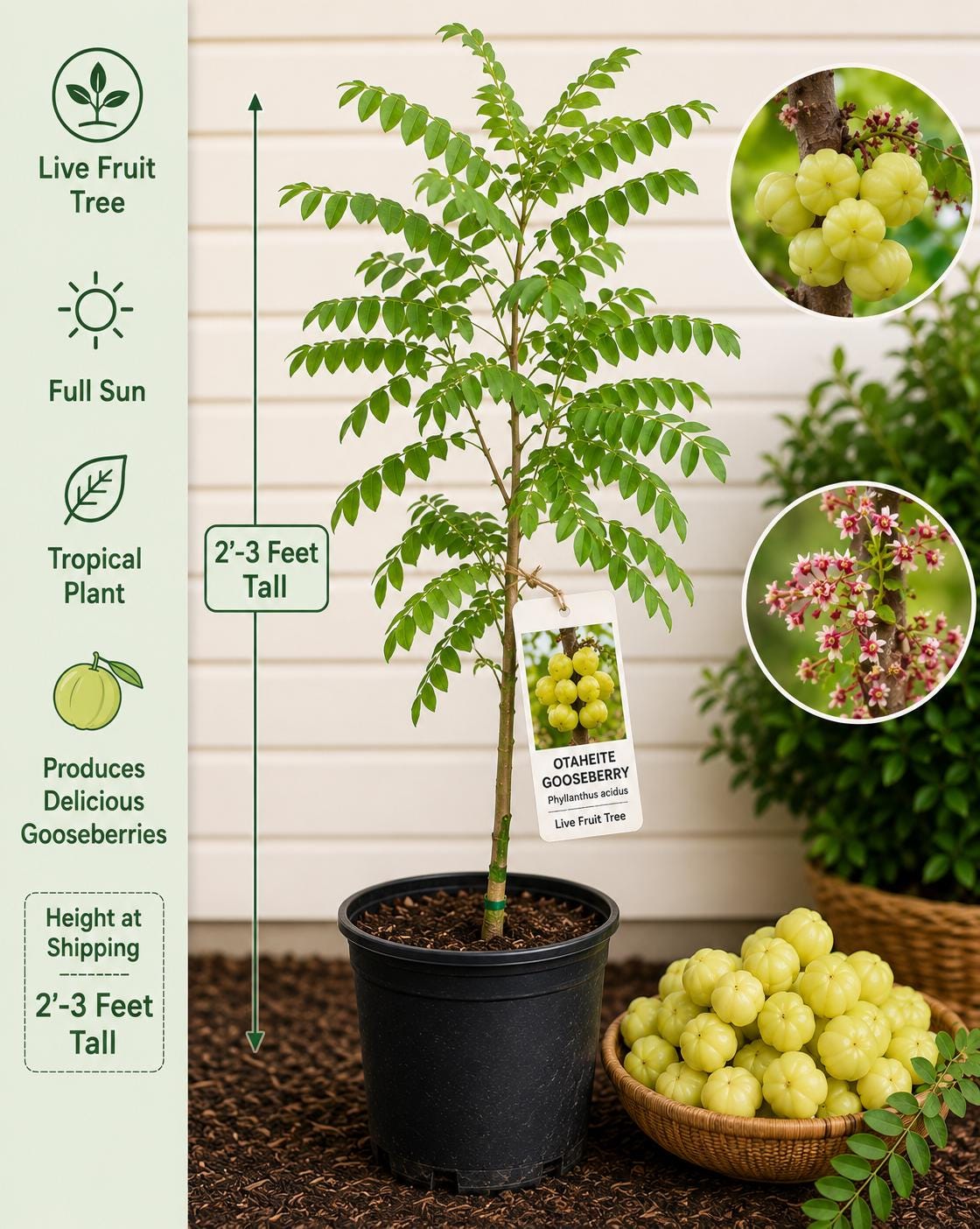 Otaheite Gooseberry Tree 2-3 Feet - Phyllanthus acidus - Live Non-GMO Fruit Plant