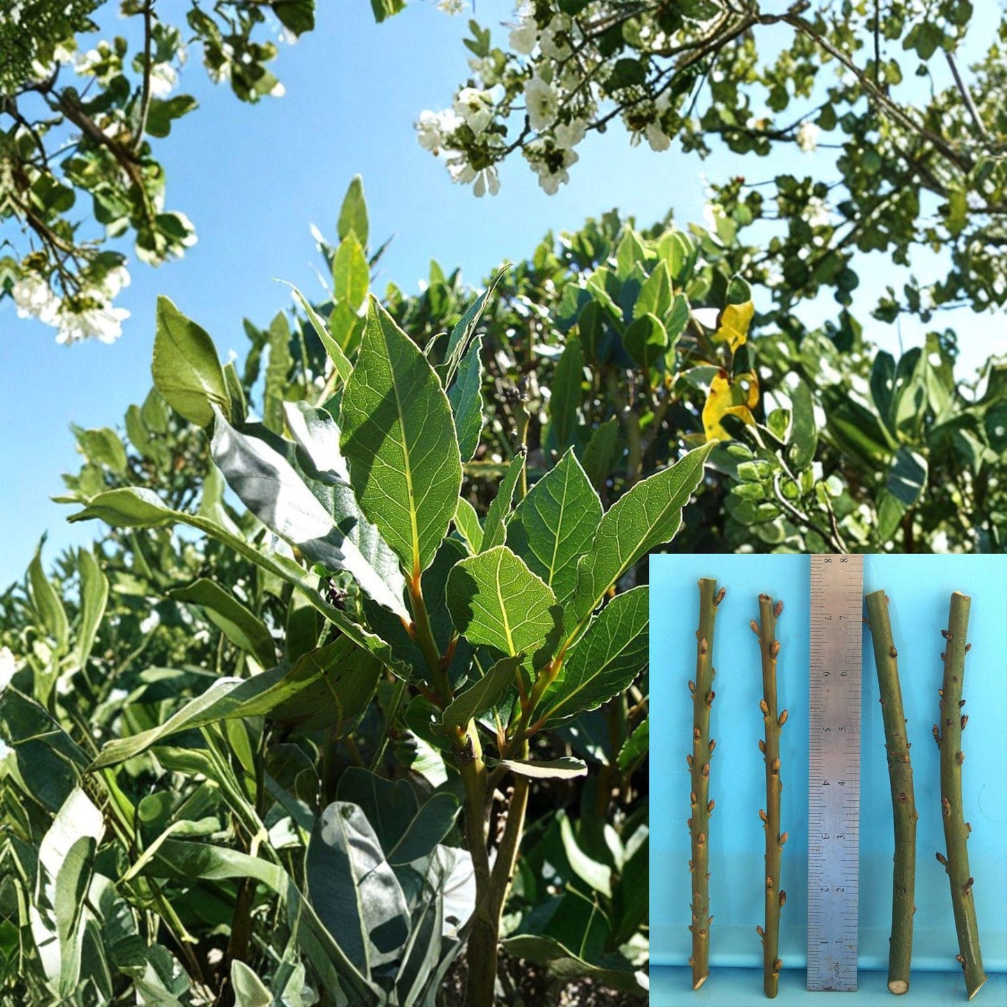Bay Laurel Cuttings - 4 Unrooted Cuttings - Laurus nobilis - Culinary Evergreen for Grafting and Propagation