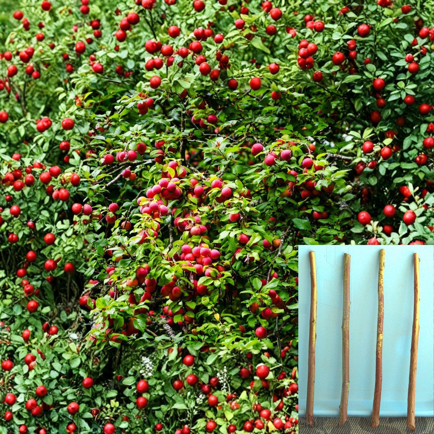 Plum Cuttings 4 Pack Semi Dwarf Rootstock Prunus domestica - Unrooted Fruit Tree Propagation Grafting Essentials