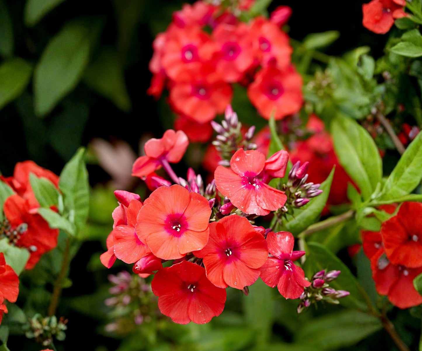 Phlox Bare Root Plant - Orange Perfection - Fragrant Summer Blooms - Phlox paniculata - Perennial for Zones 4-8
