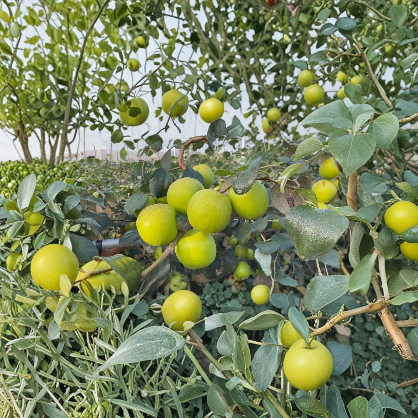 Taiwan Giant Jujube Cuttings 10 Pack - Ziziphus jujuba - Unrooted Grafting Scions from Kaohsiung No.13, Freshly Harvested