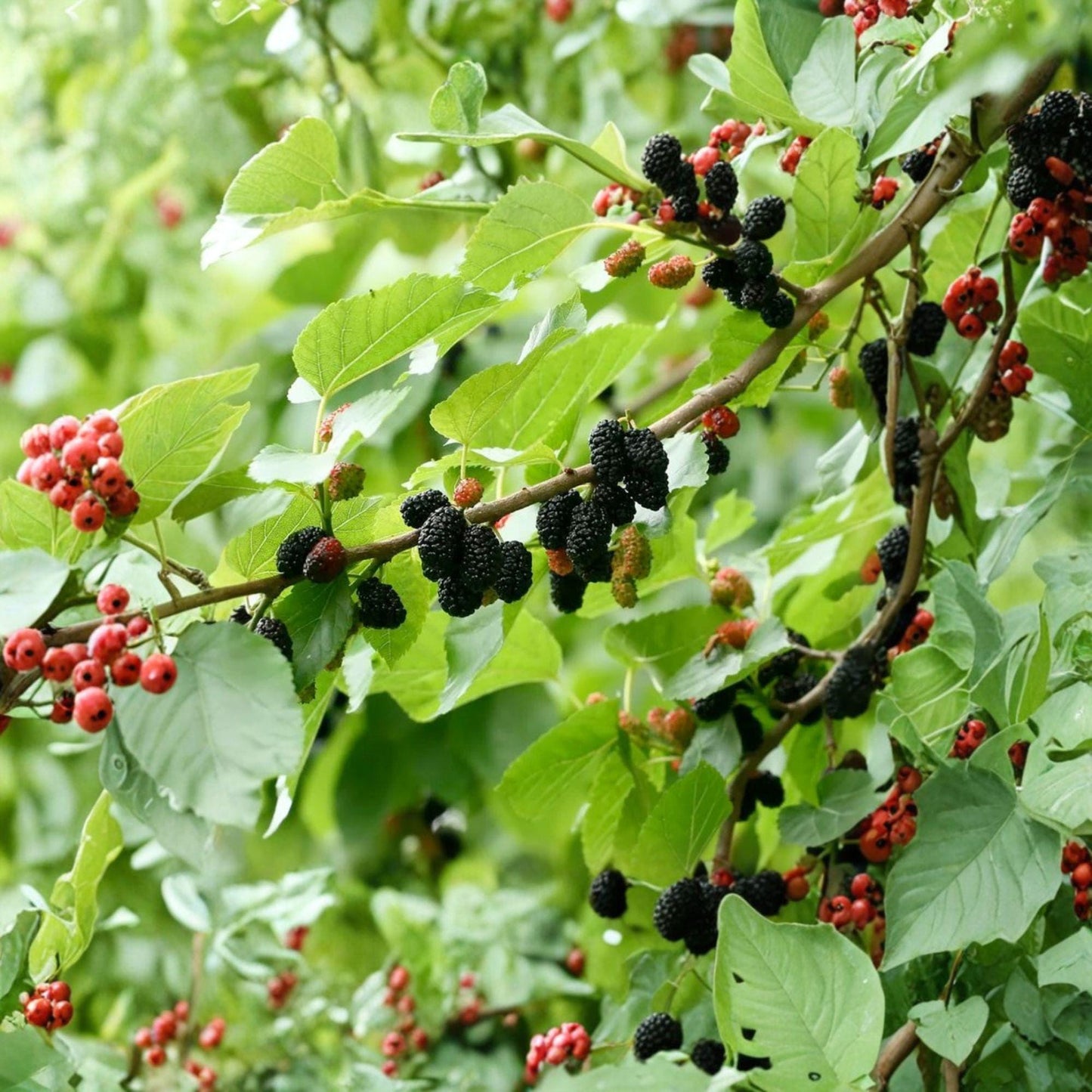 Black Dwarf Mulberry Cuttings 10 Pack - Morus nigra - Unrooted Stem Cuttings for Propagation and Grafting