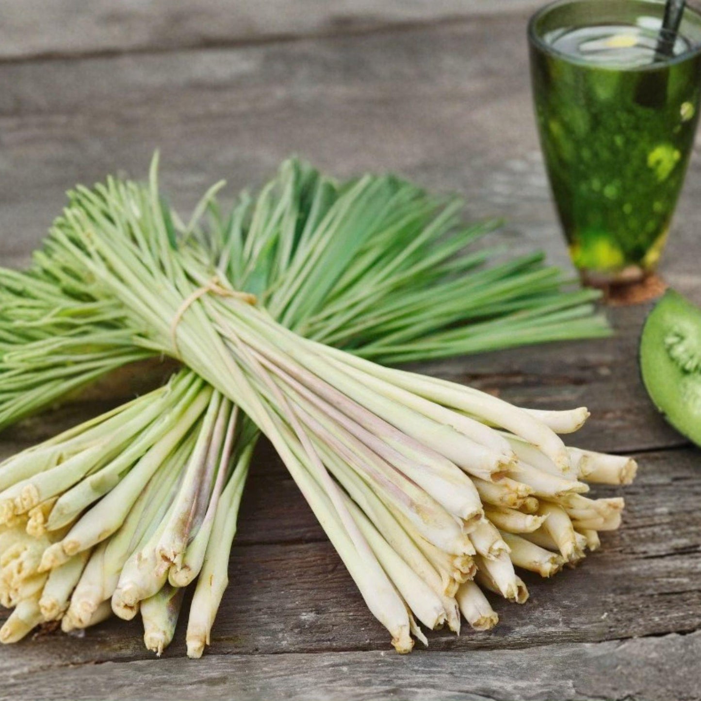 Lemongrass Stalks 10 Pack - Rooted Live Plant - Cymbopogon citratus - Fresh Organic Herb for Garden or Container Growing