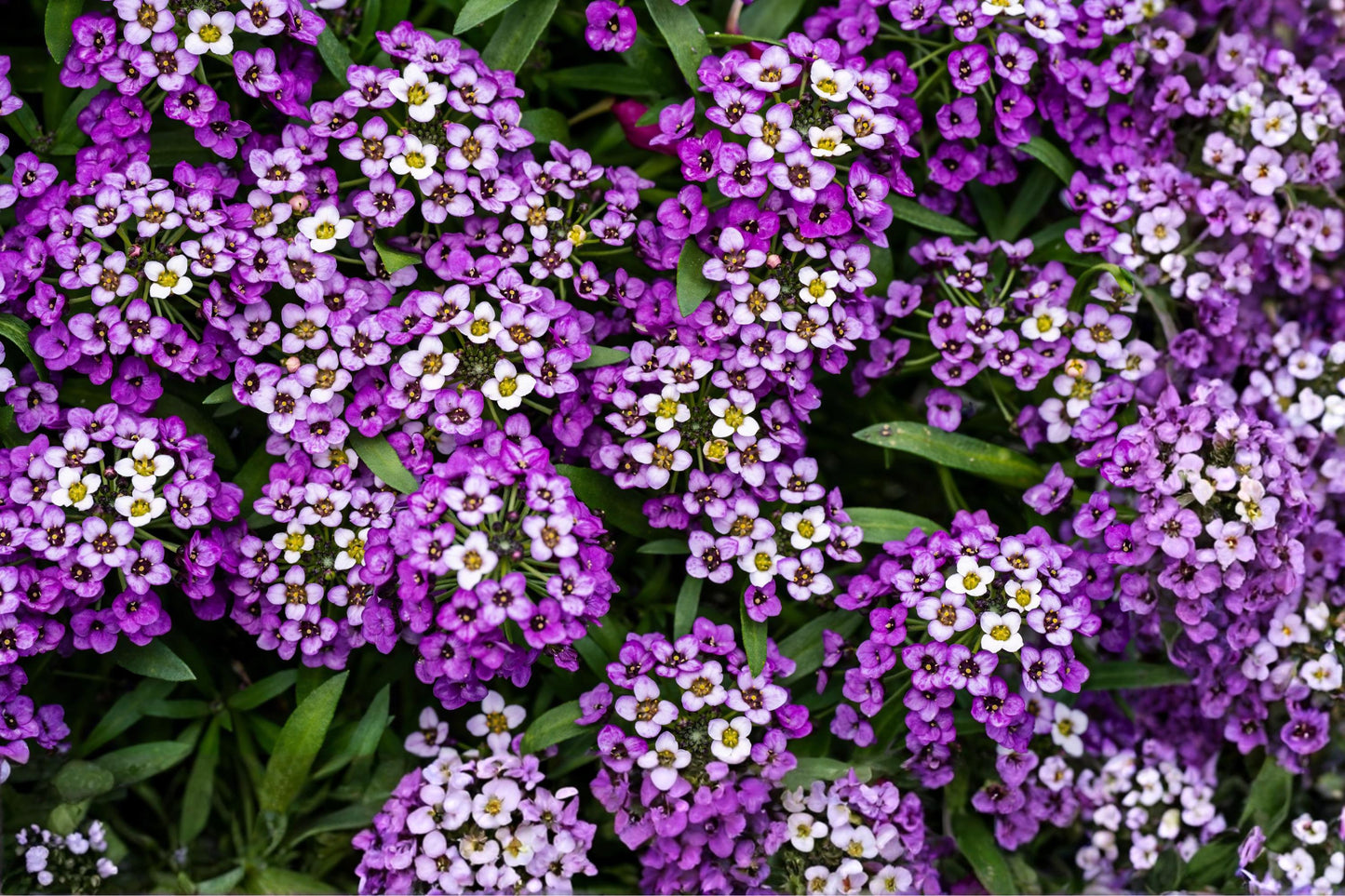 Royal Carpet Sweet Alyssum Seeds (100) - Dwarf Purple Flower, Fragrant Ground Cover, Lobularia maritima